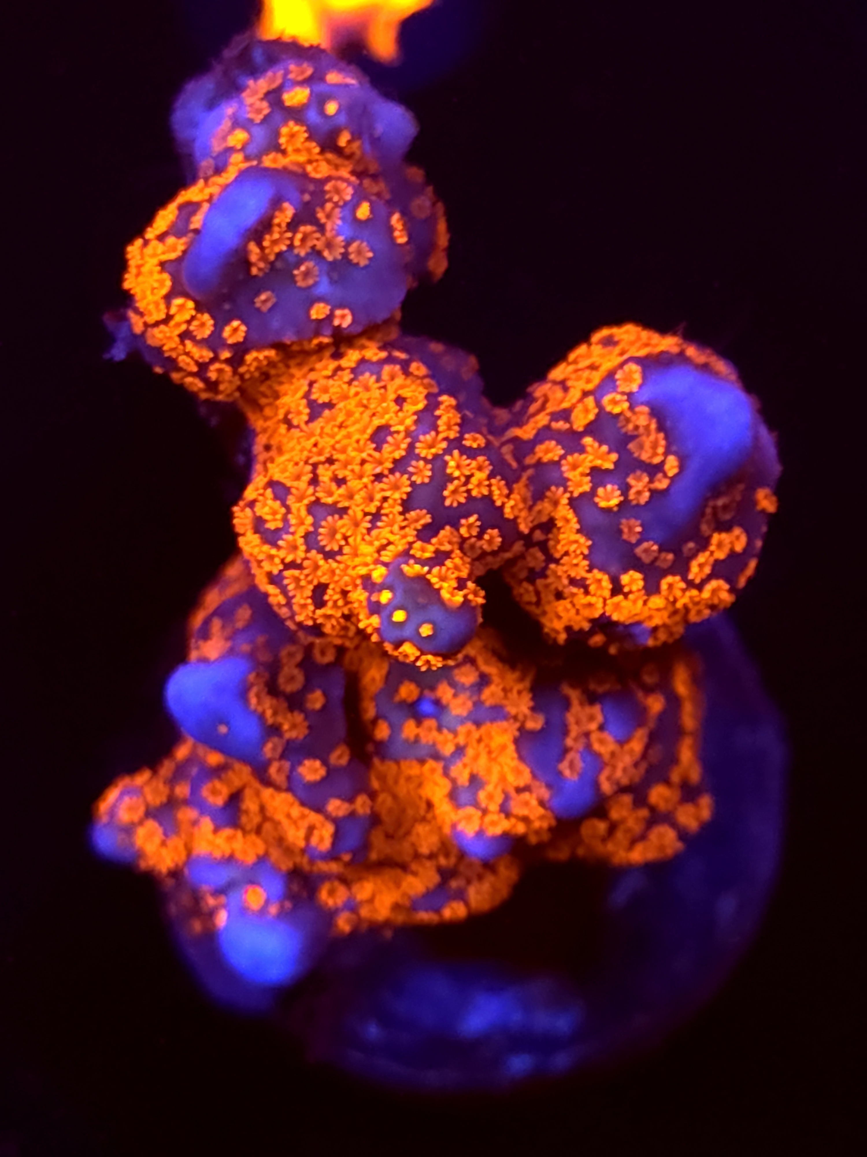 SBB "Purple Digi" Acro Xlarge Chunky