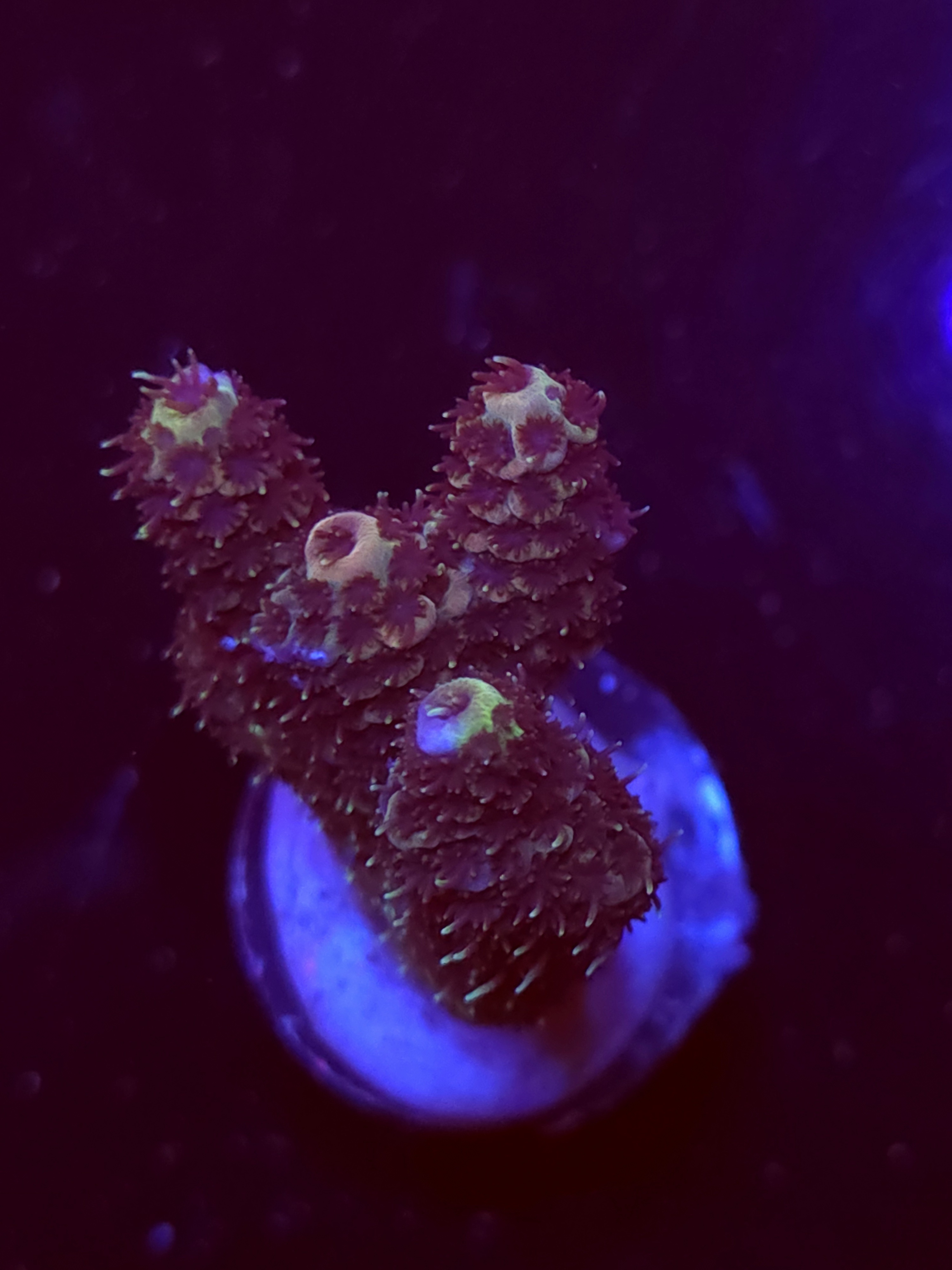 SBB "Cotton Comet" Acro Medium 2 Branch