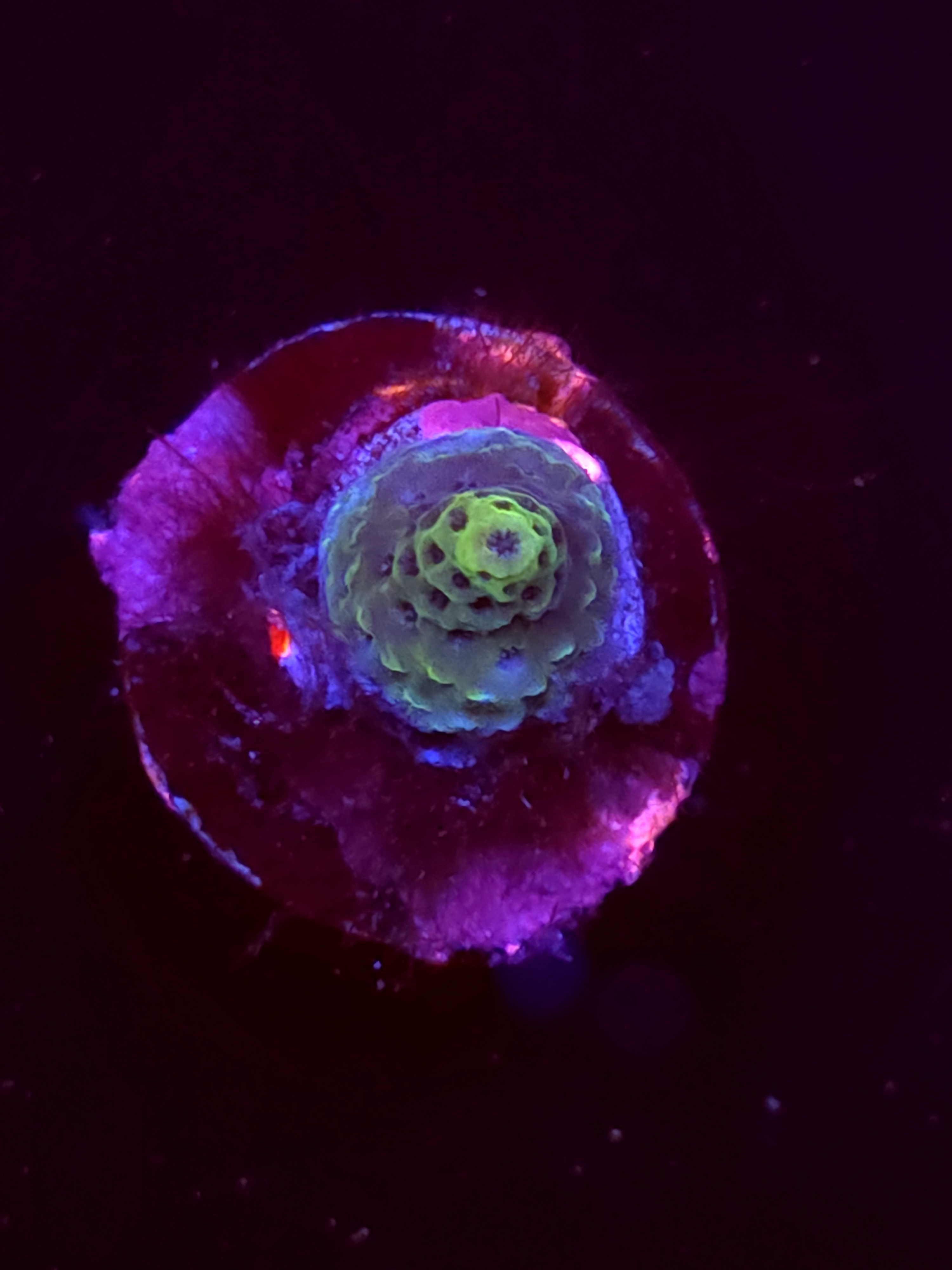 SBB "Mystery Signature" Acro Crusted Booger