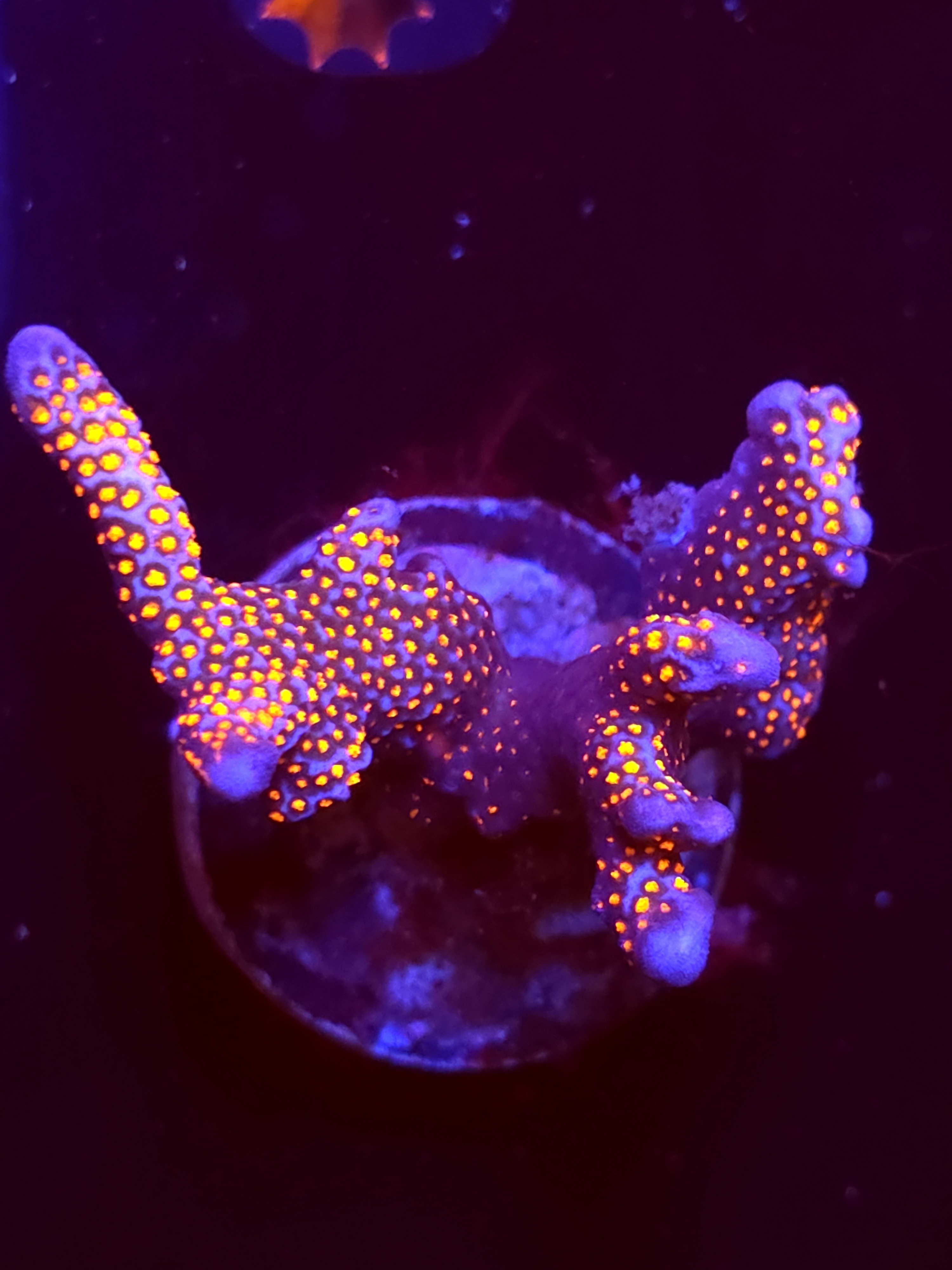 SBB "Purple Digi" Acro Large 3 Branch Colony