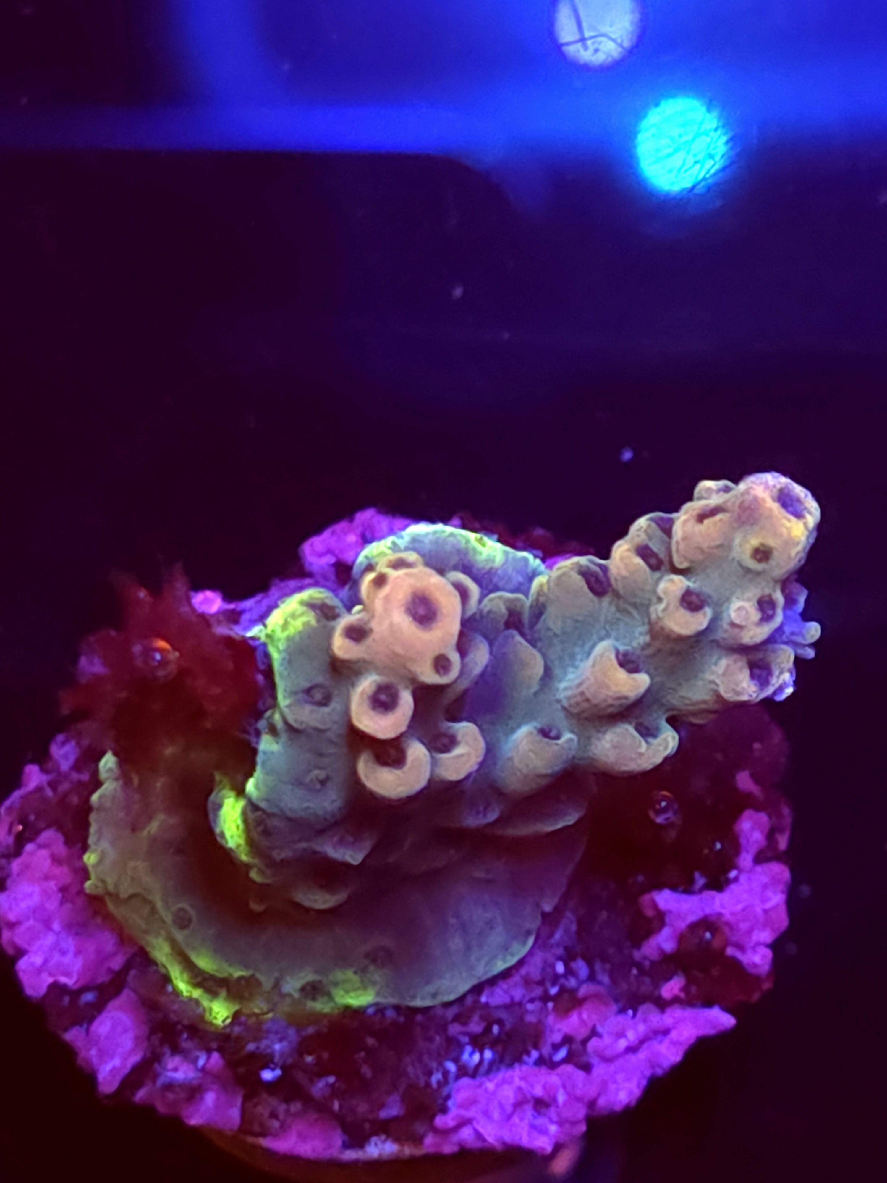 SBB "No Name" Acro Small 2 Branch Crusted