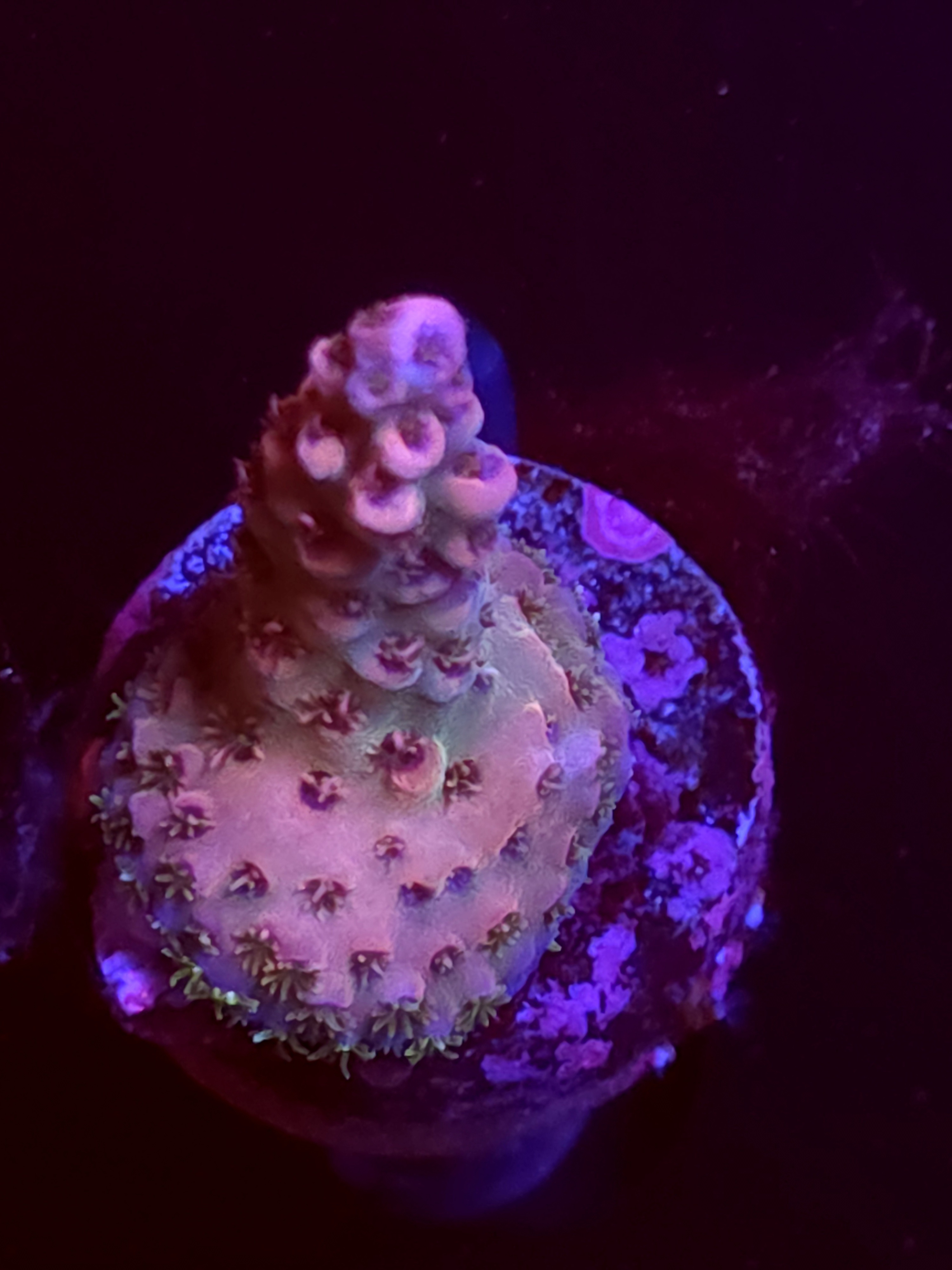 SBB "Phantom Chard" Acro Small Branch Crusted