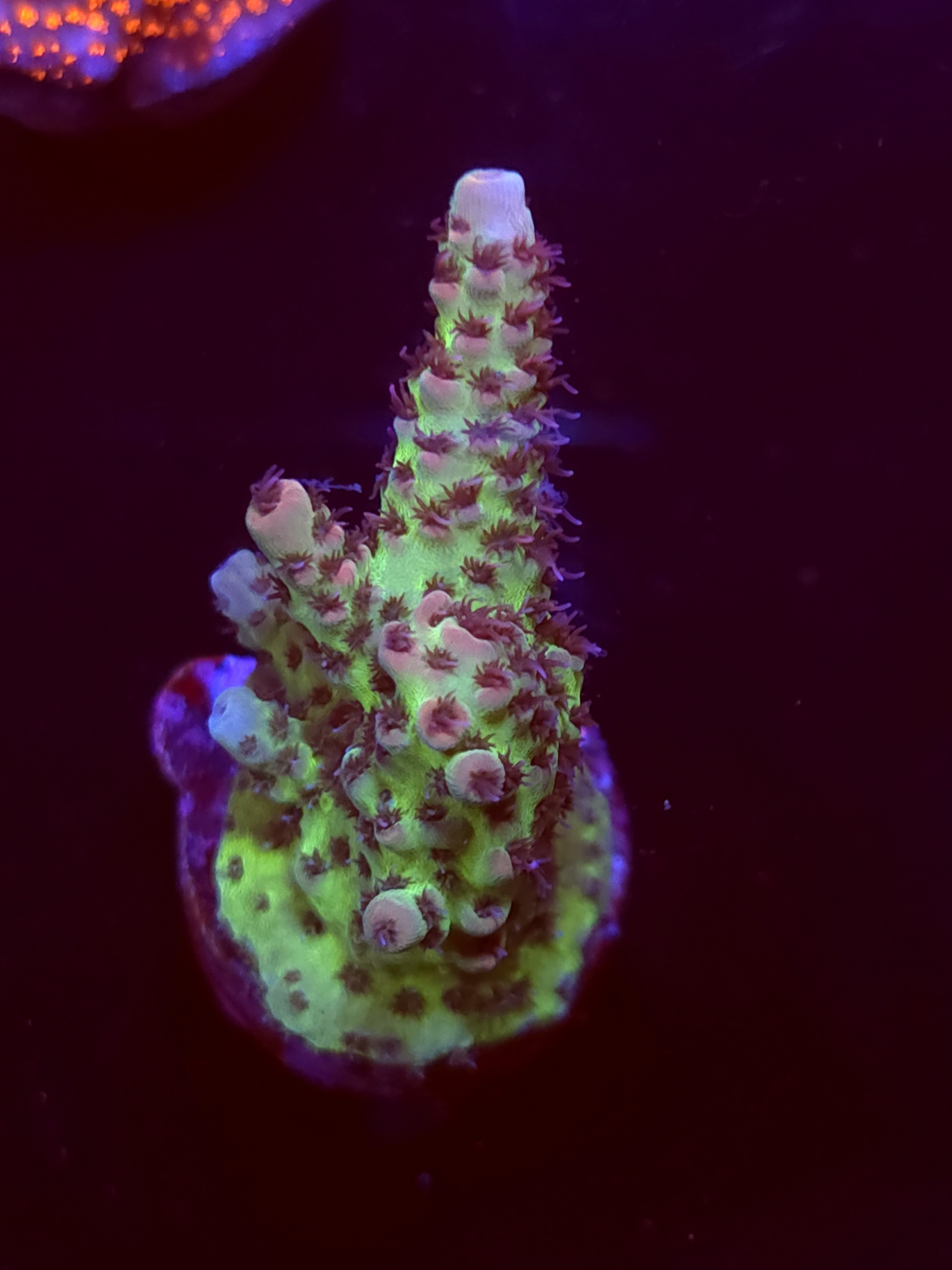 SBB "Crazy Planet" Acro Medium Branch