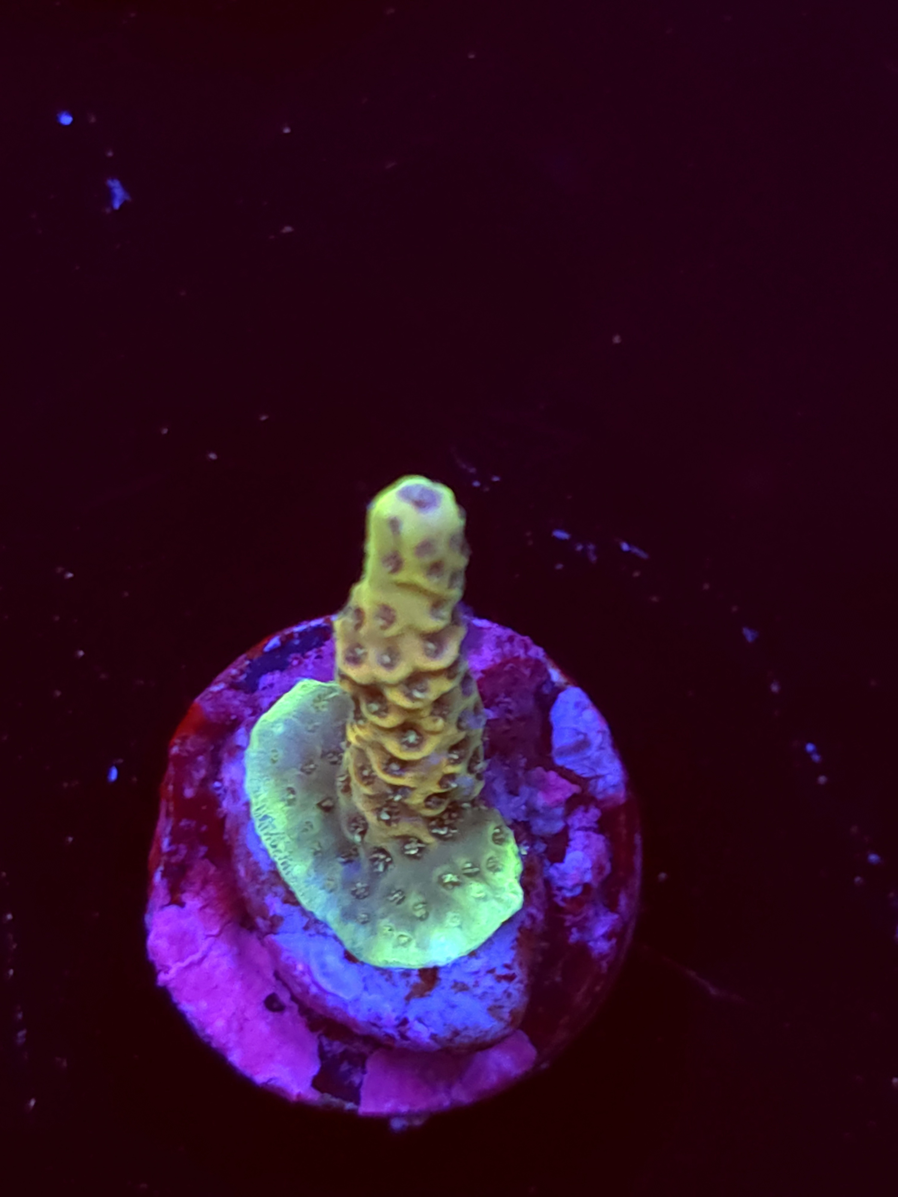 SBB "Mystery Signature" Acro Small Branch