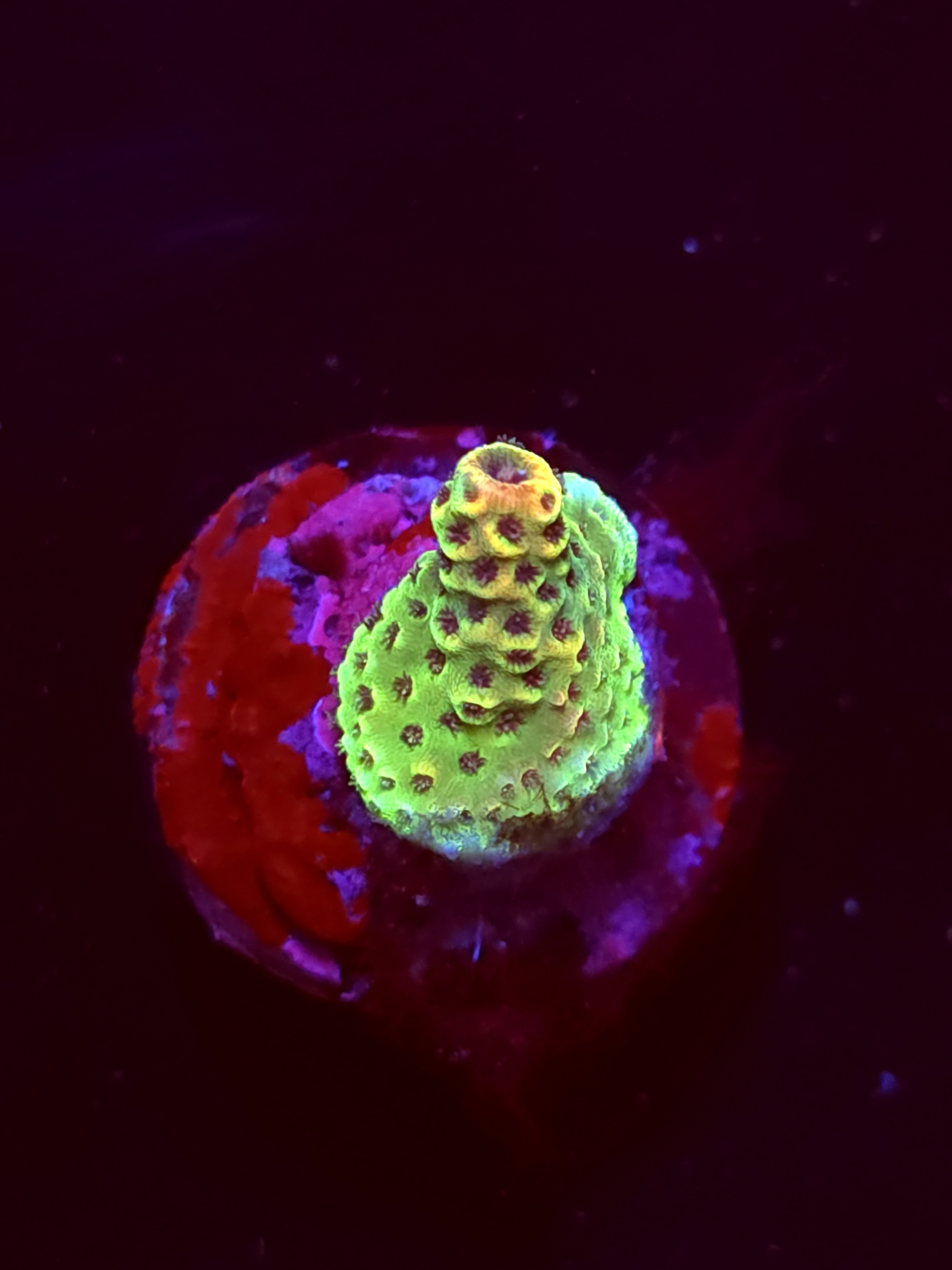 SBB "Flame Night" Acro Crusted Booger