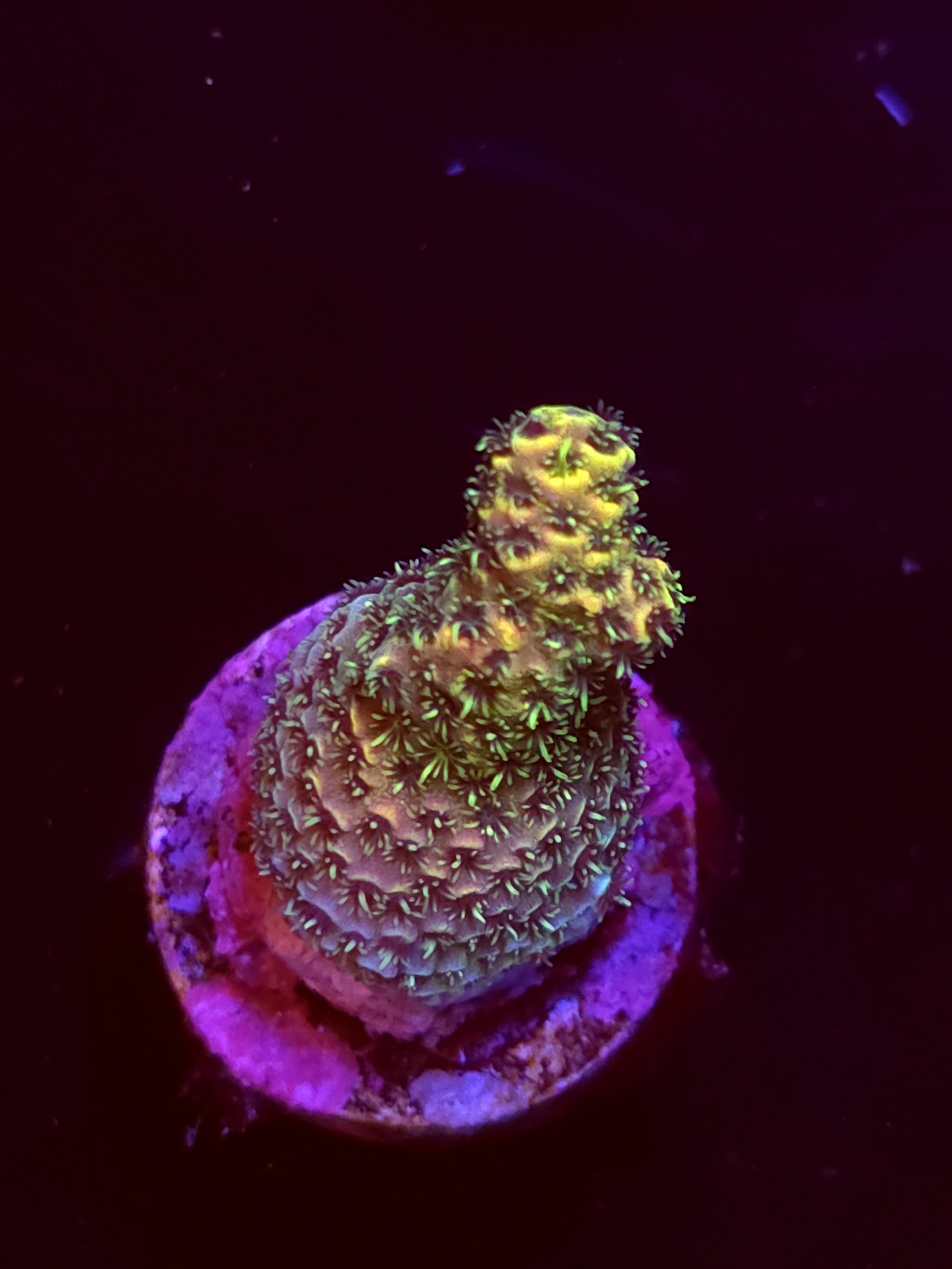 SBB "Mystery Signature" Acro Small Crusteed