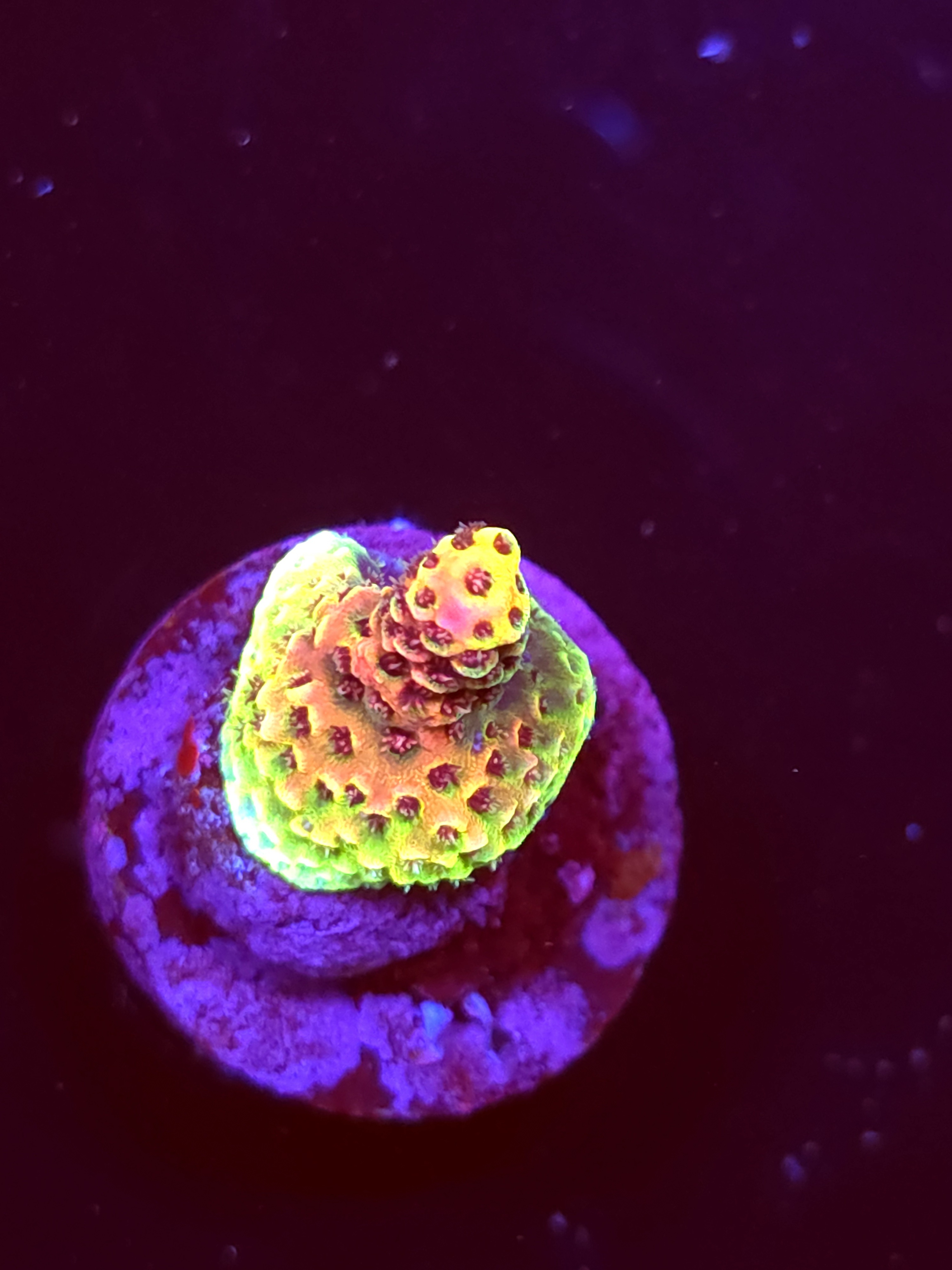 SBB "Lava Wax" Acro Tiny Crusted