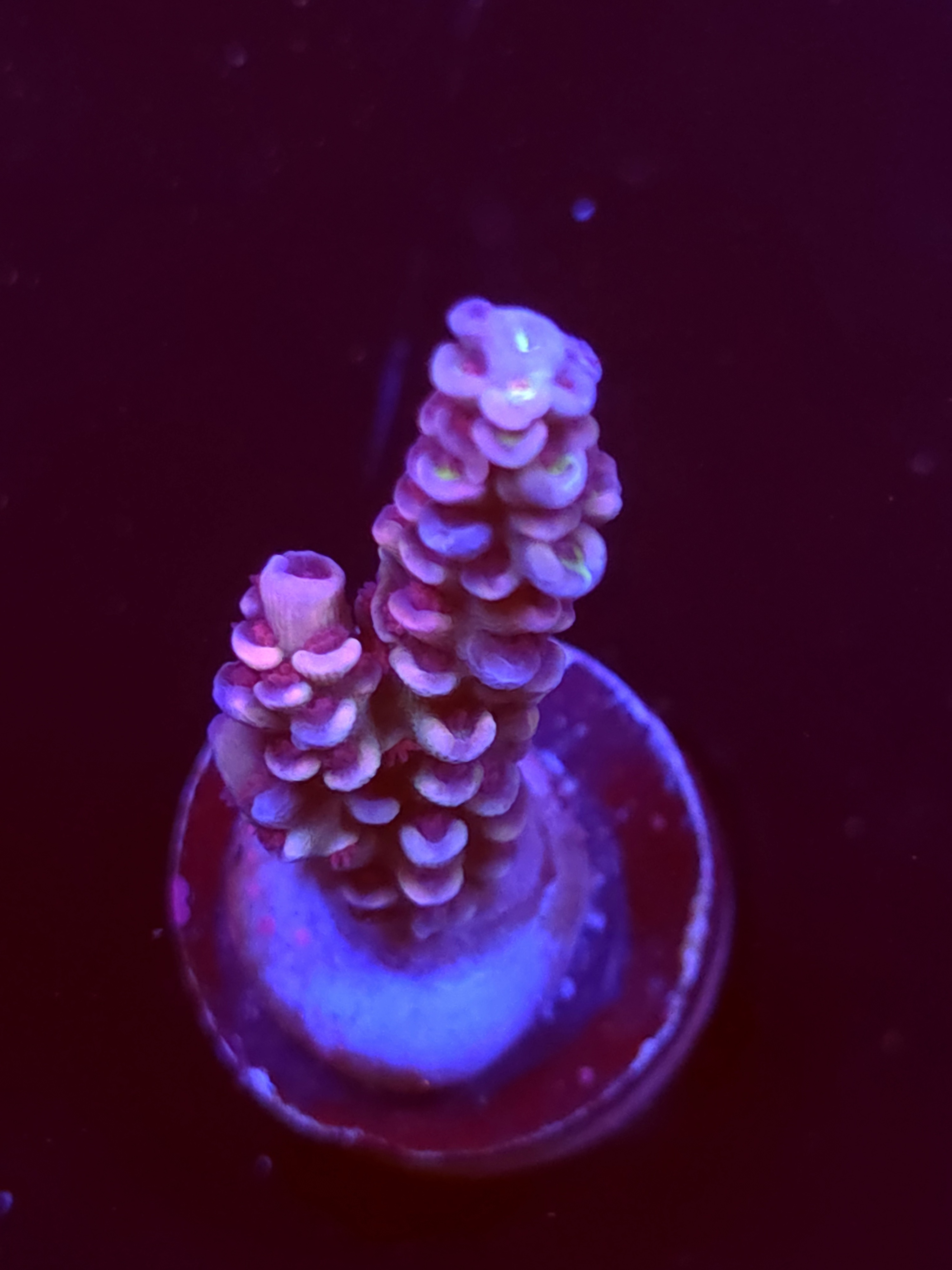 SBB "Candy Dust" Acro Medium Branch