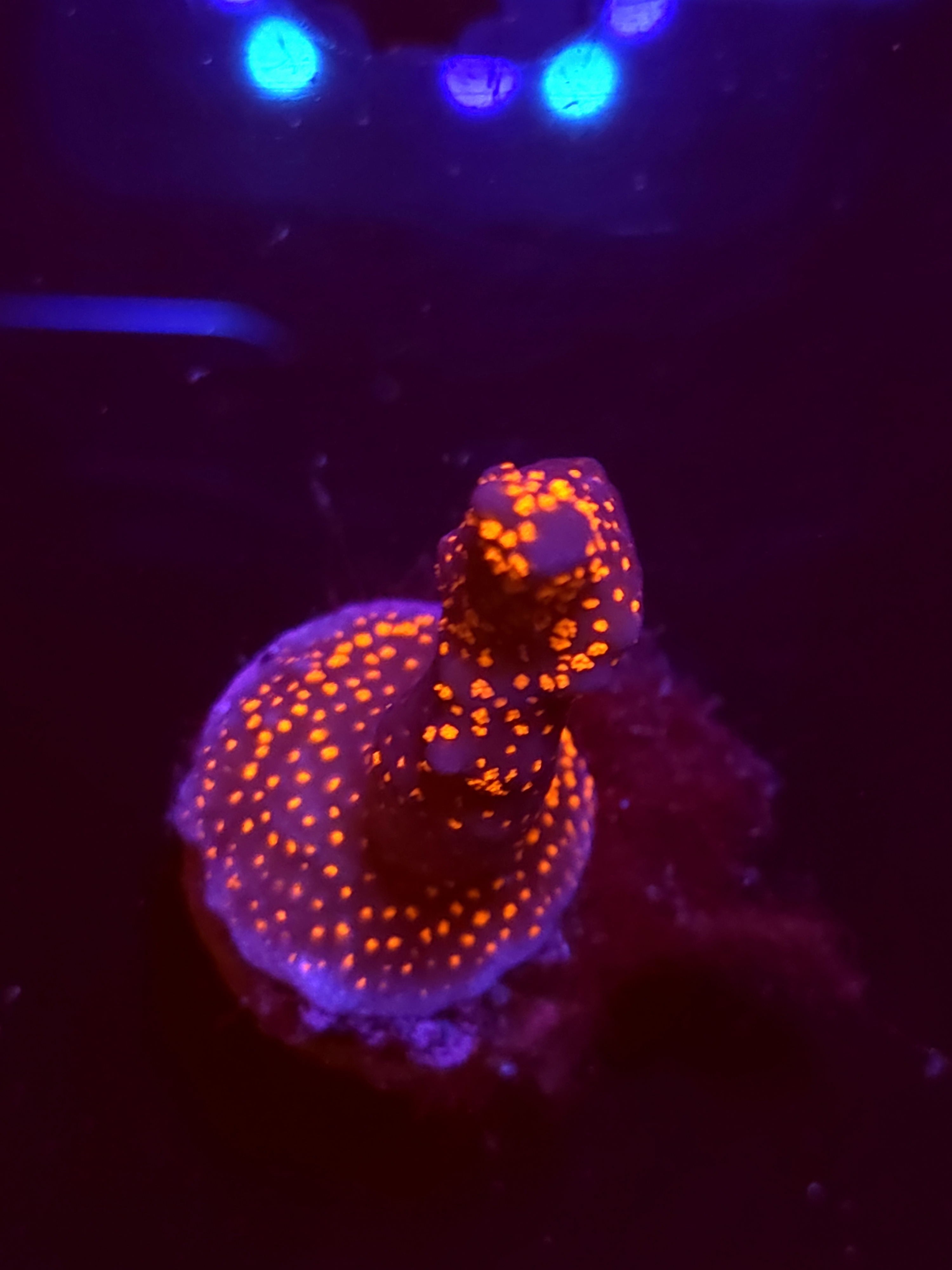 SBB "Bubble Digi" Acro Medium Branch