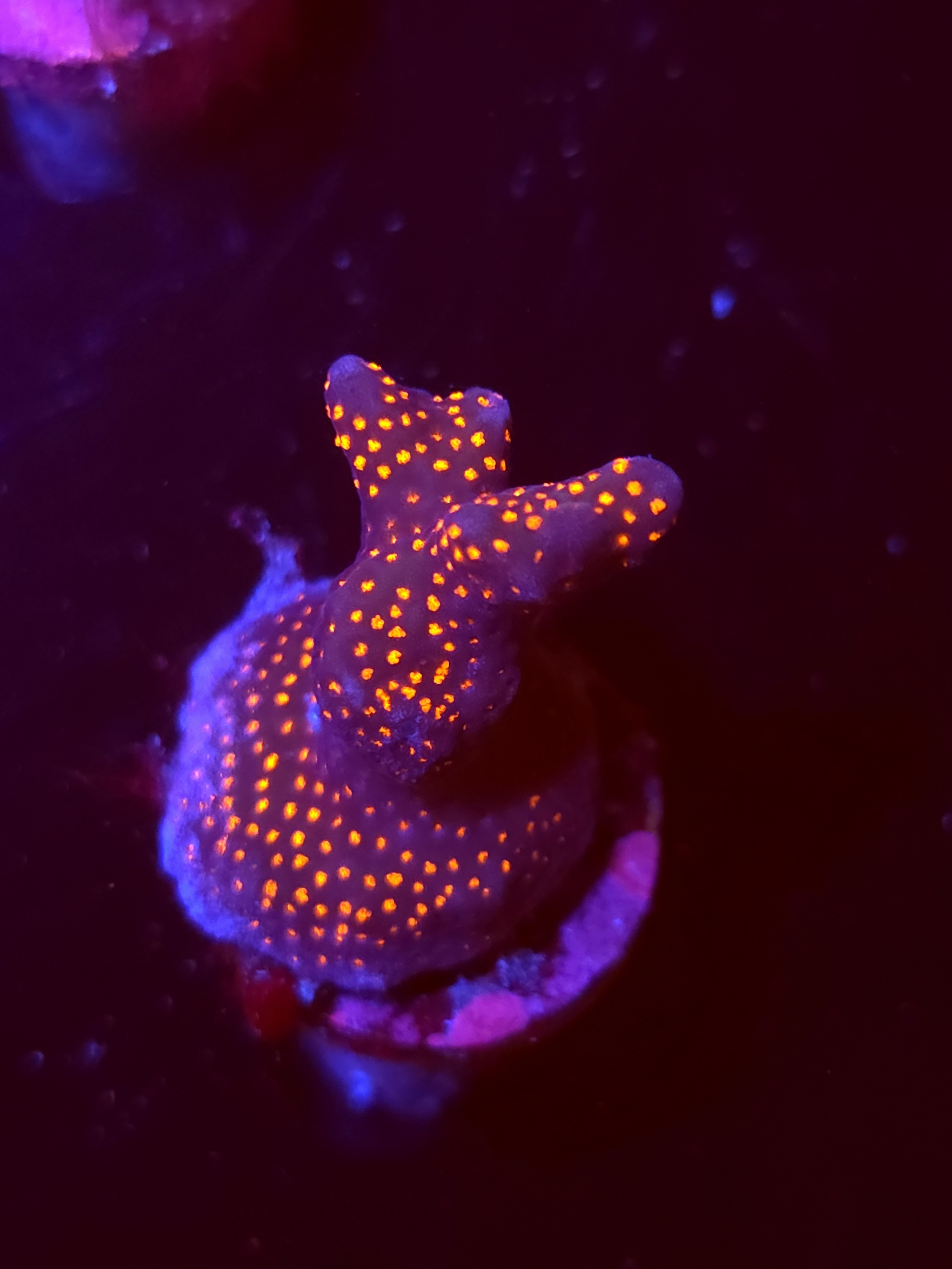 SBB "Bubble Digi" Acro Small 2 Branch