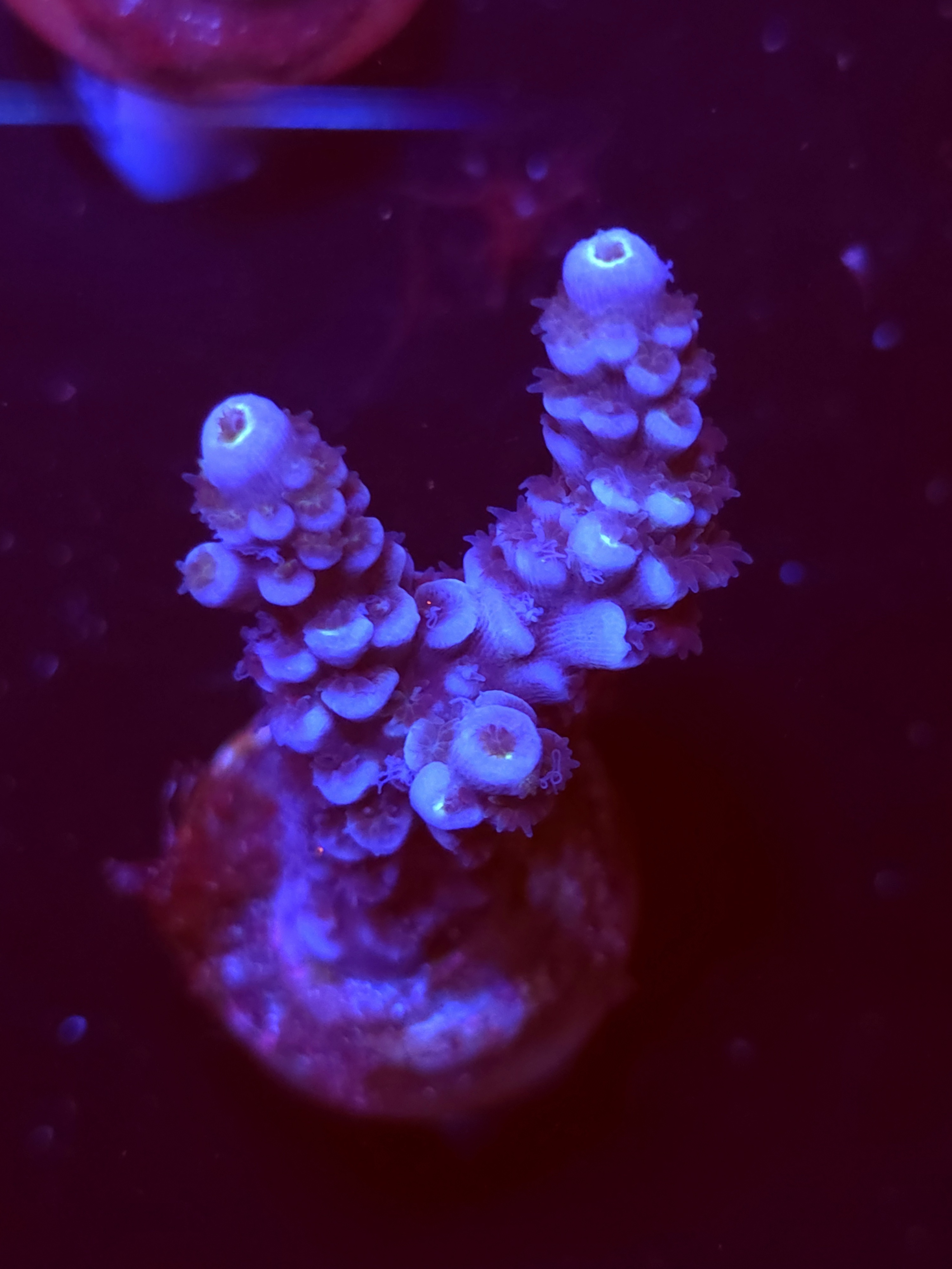 SBB "Disco Dolphin" Acro Medium 2 Branch