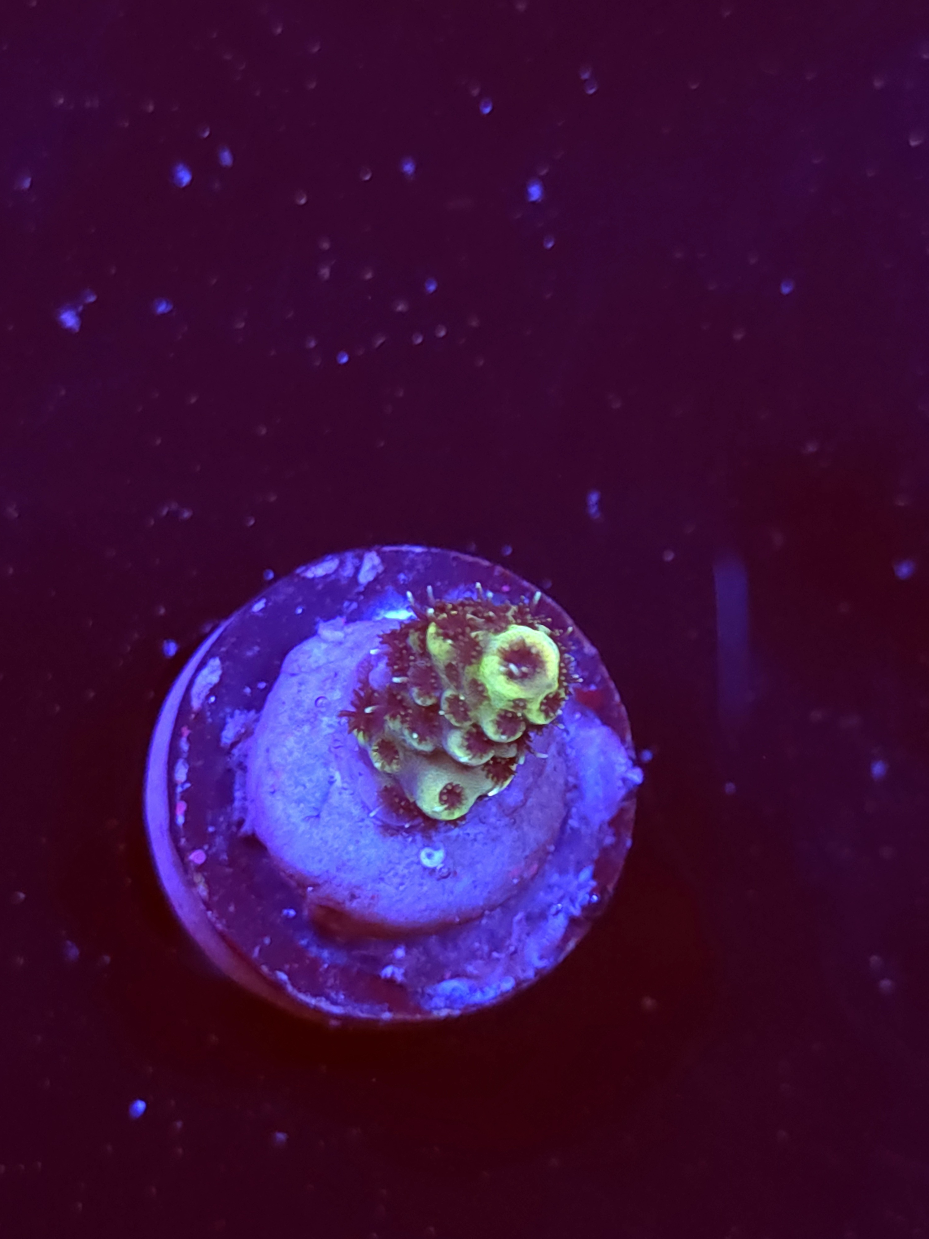 SBB "Cotton Comet" Acro Tiny Branch