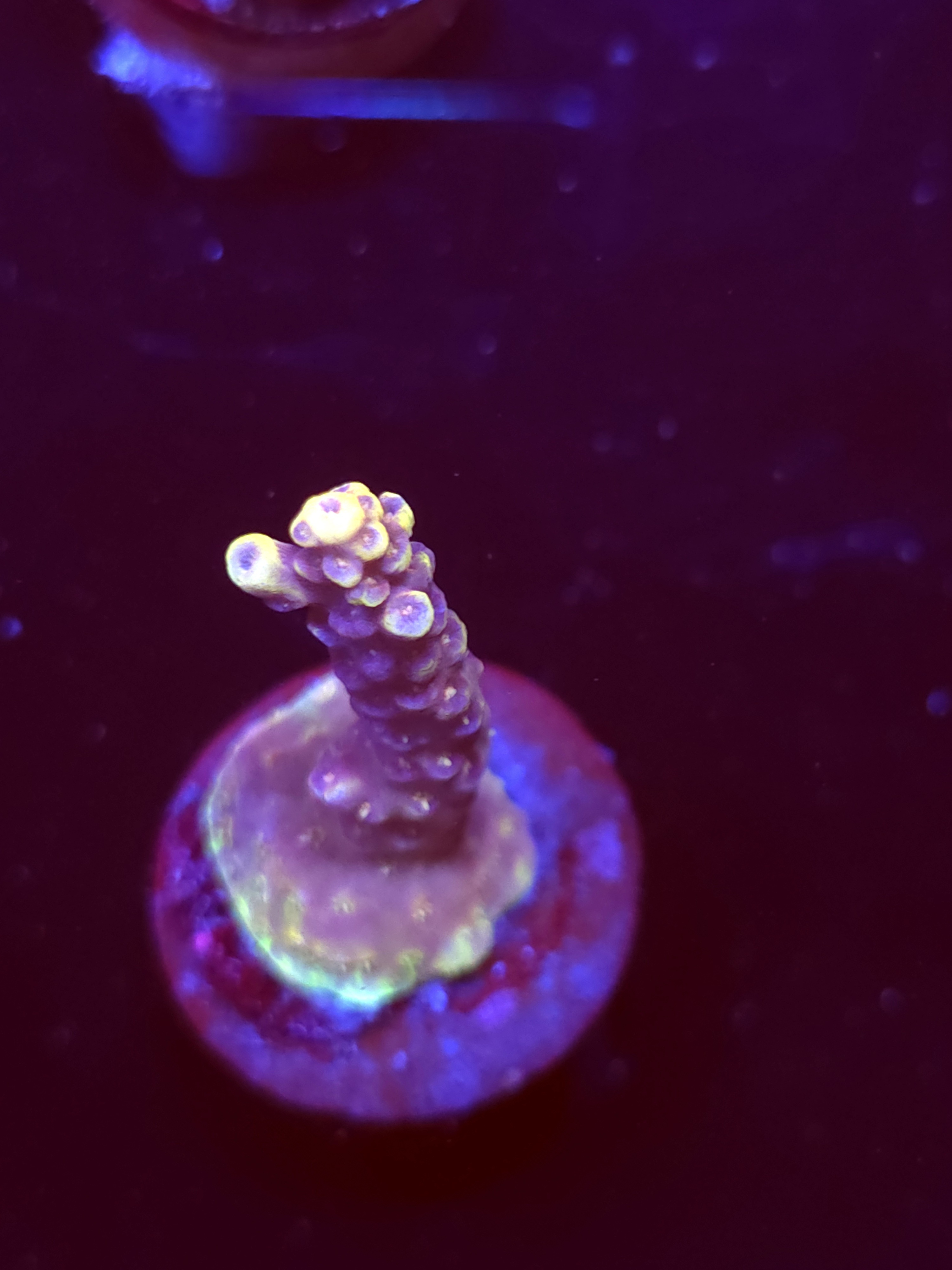 SBB "Aqua Lash" Acro Small Branch