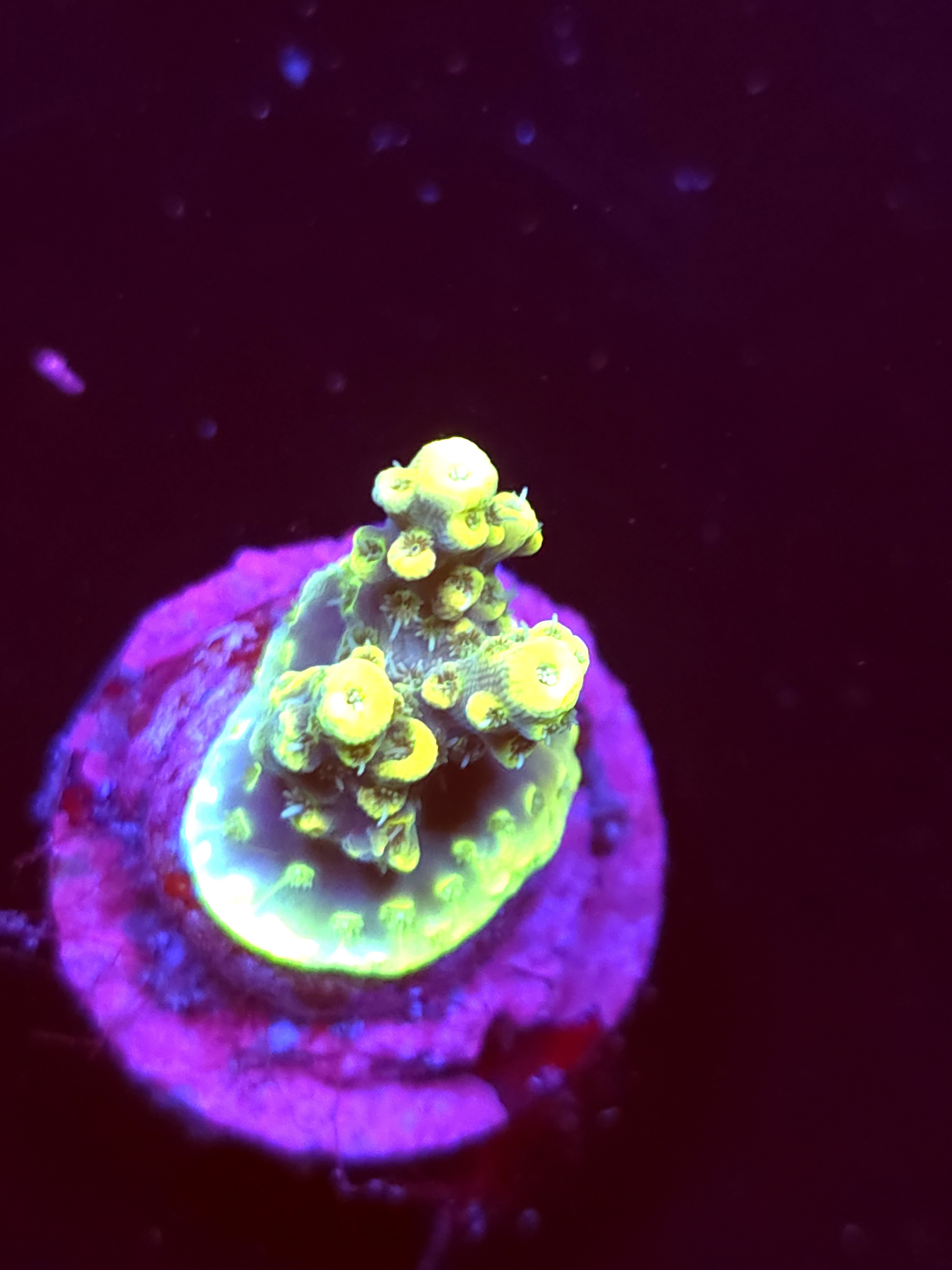 SB "Rusted Halo" Acro Small Crusting