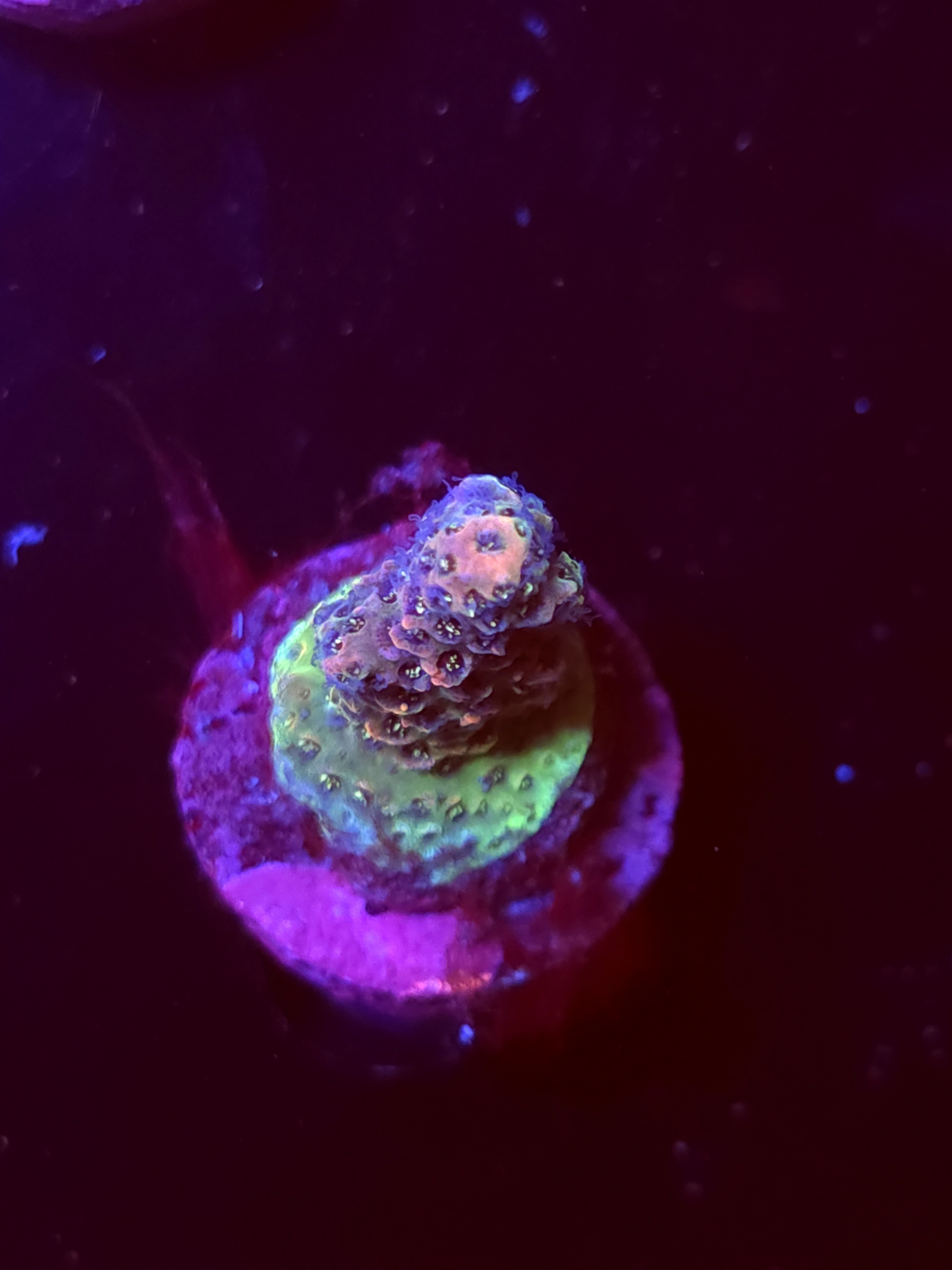 SBB "Snow Cone" Acro Small Branch