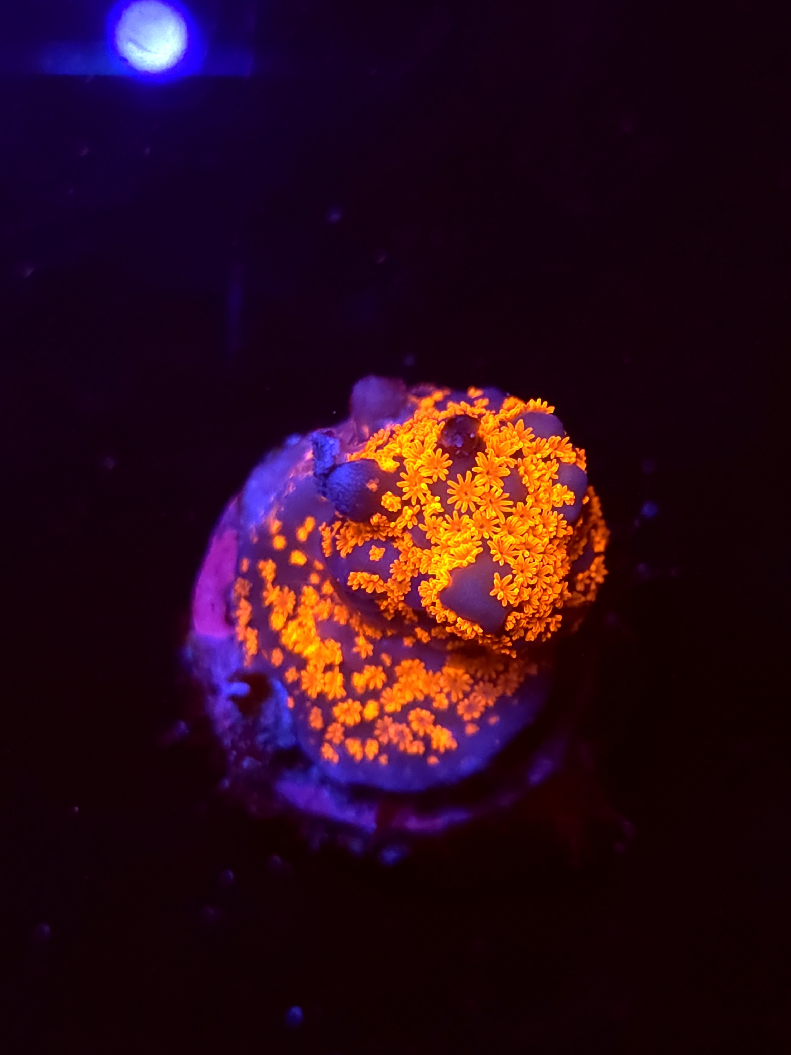 SBB "Bubble Digi" Acro Small Chunky