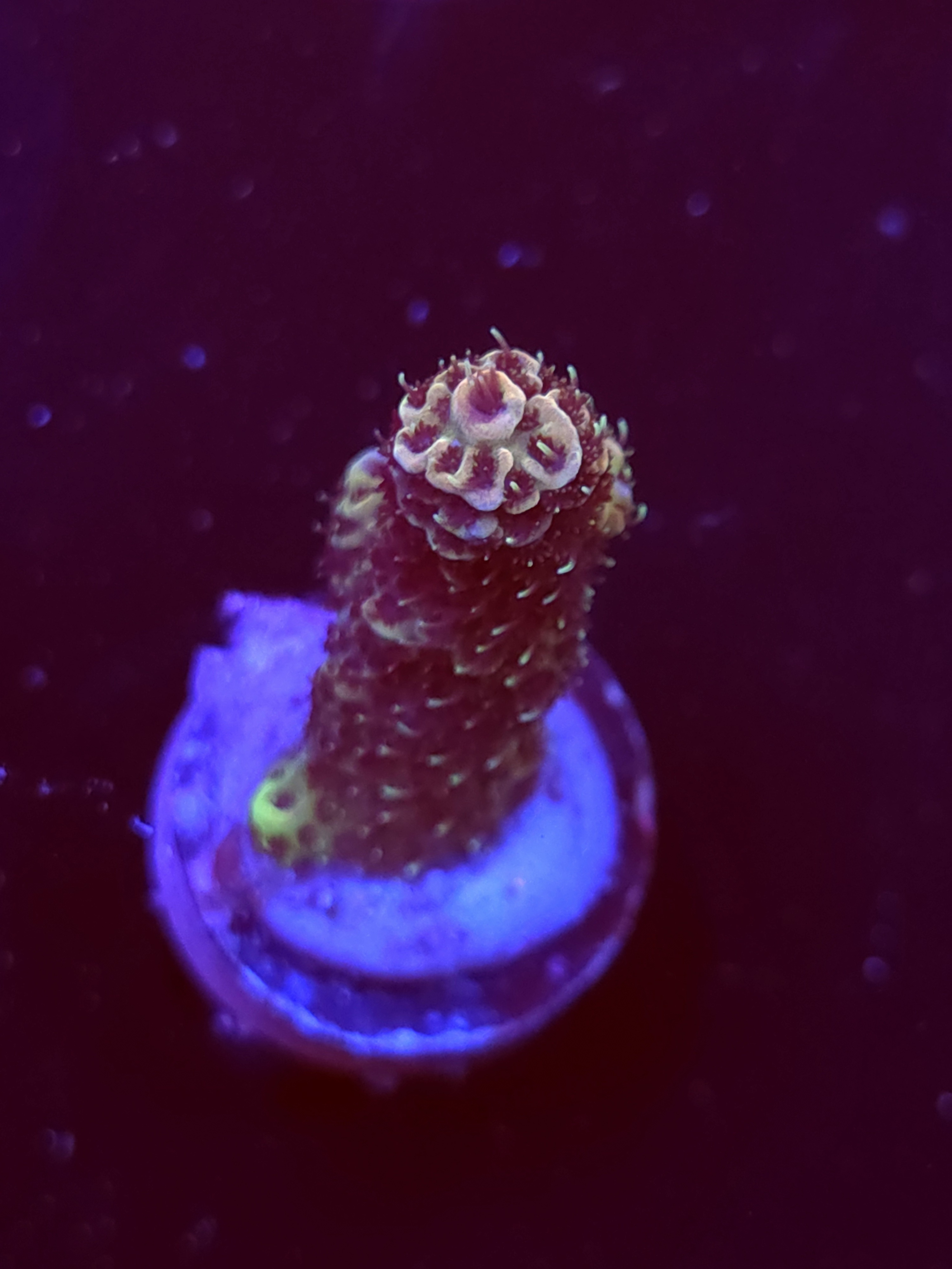 SBB "Mystery Signature" Acro Small Branch