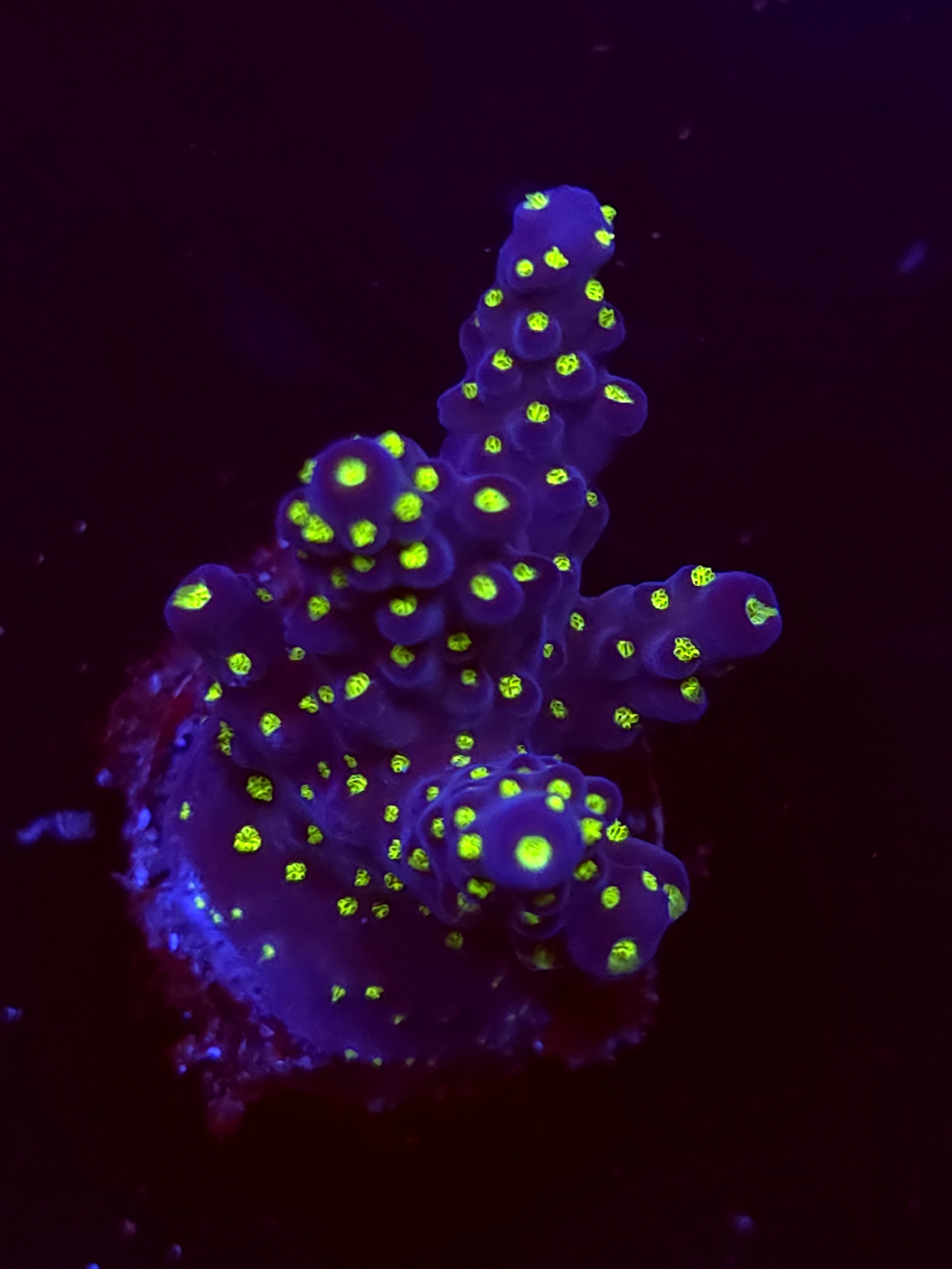 SBB "Mystery Signature" Acro Medium Multibranch