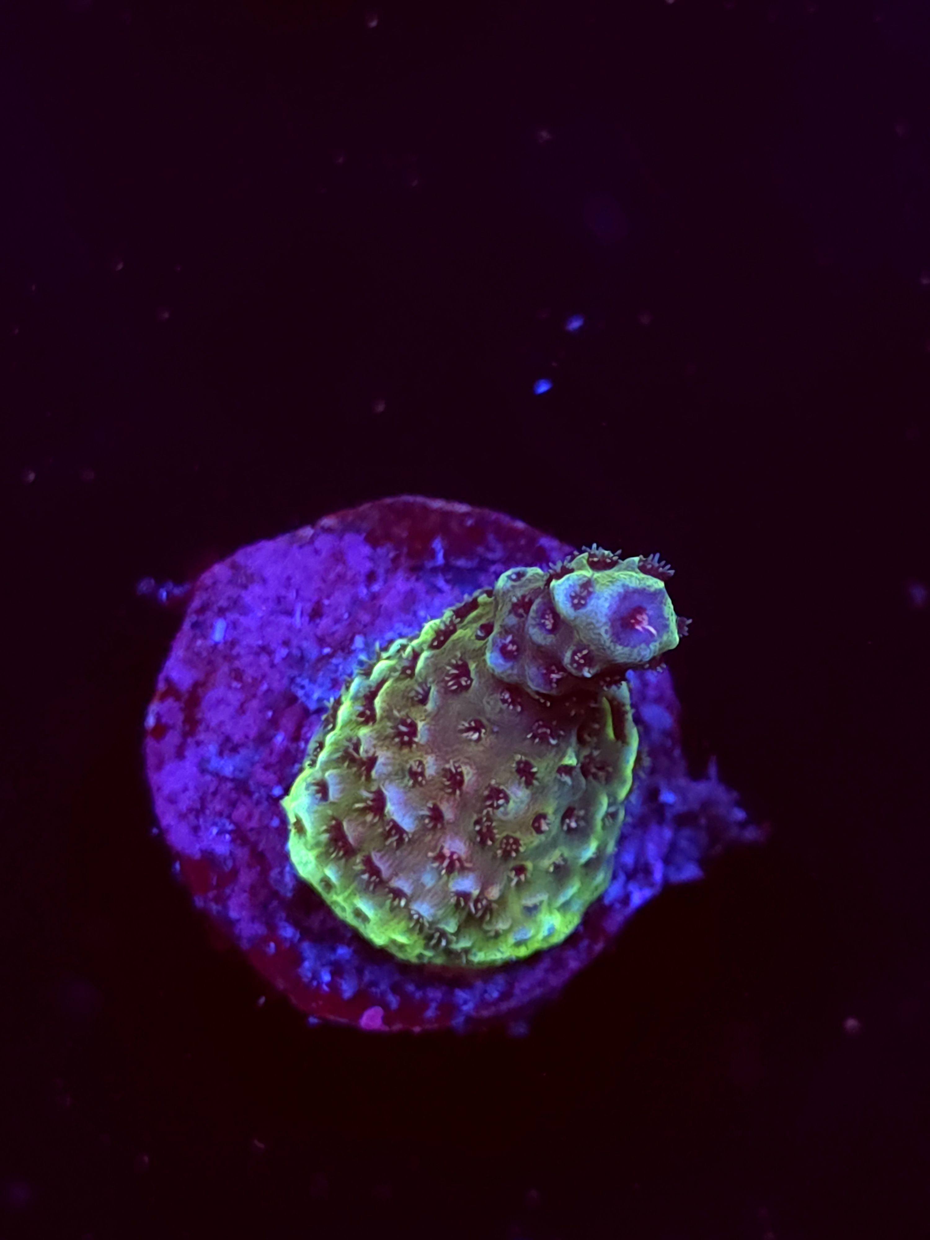 SBB "Fire Dragon" Acro Small Branch