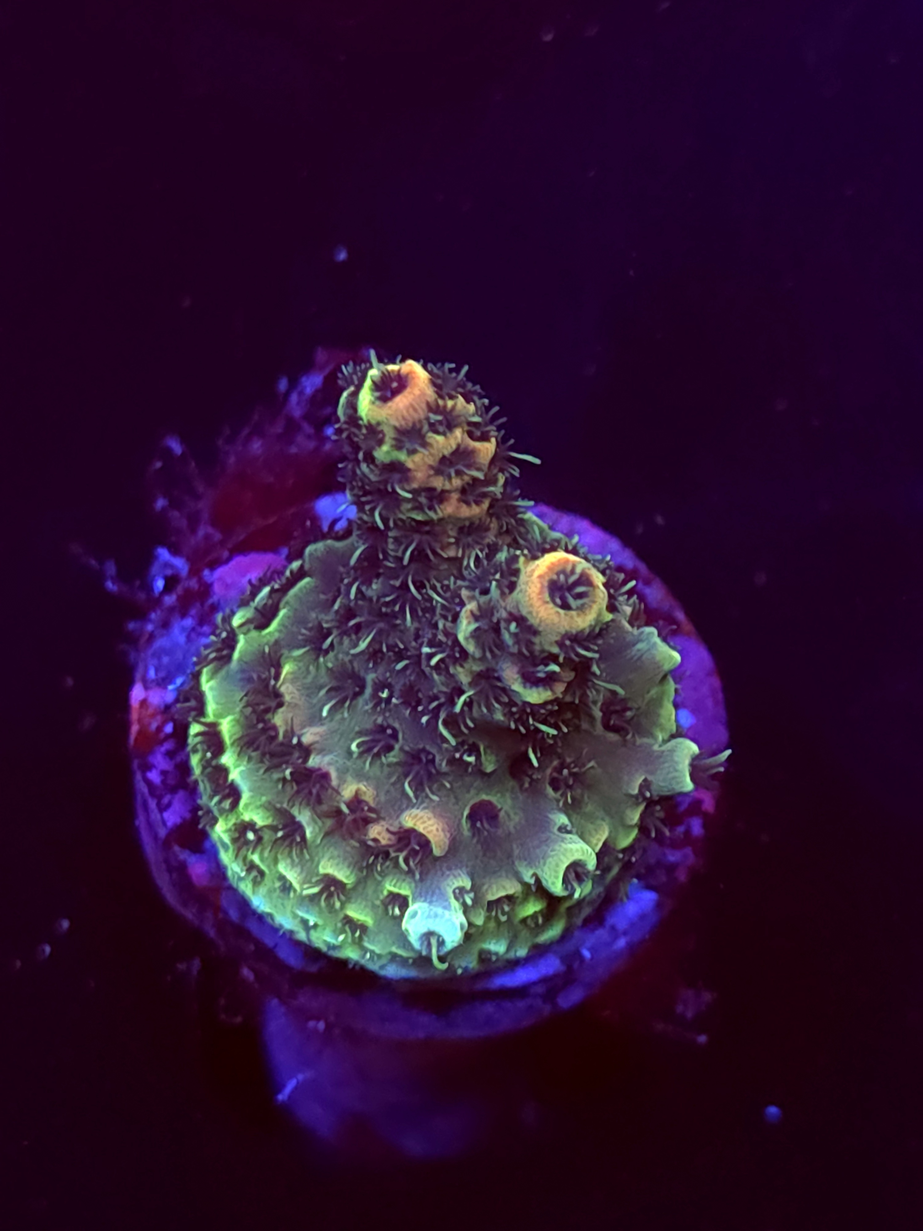 SBB "Plasma Orchid" Acro Tiny 2 Branch Crusting