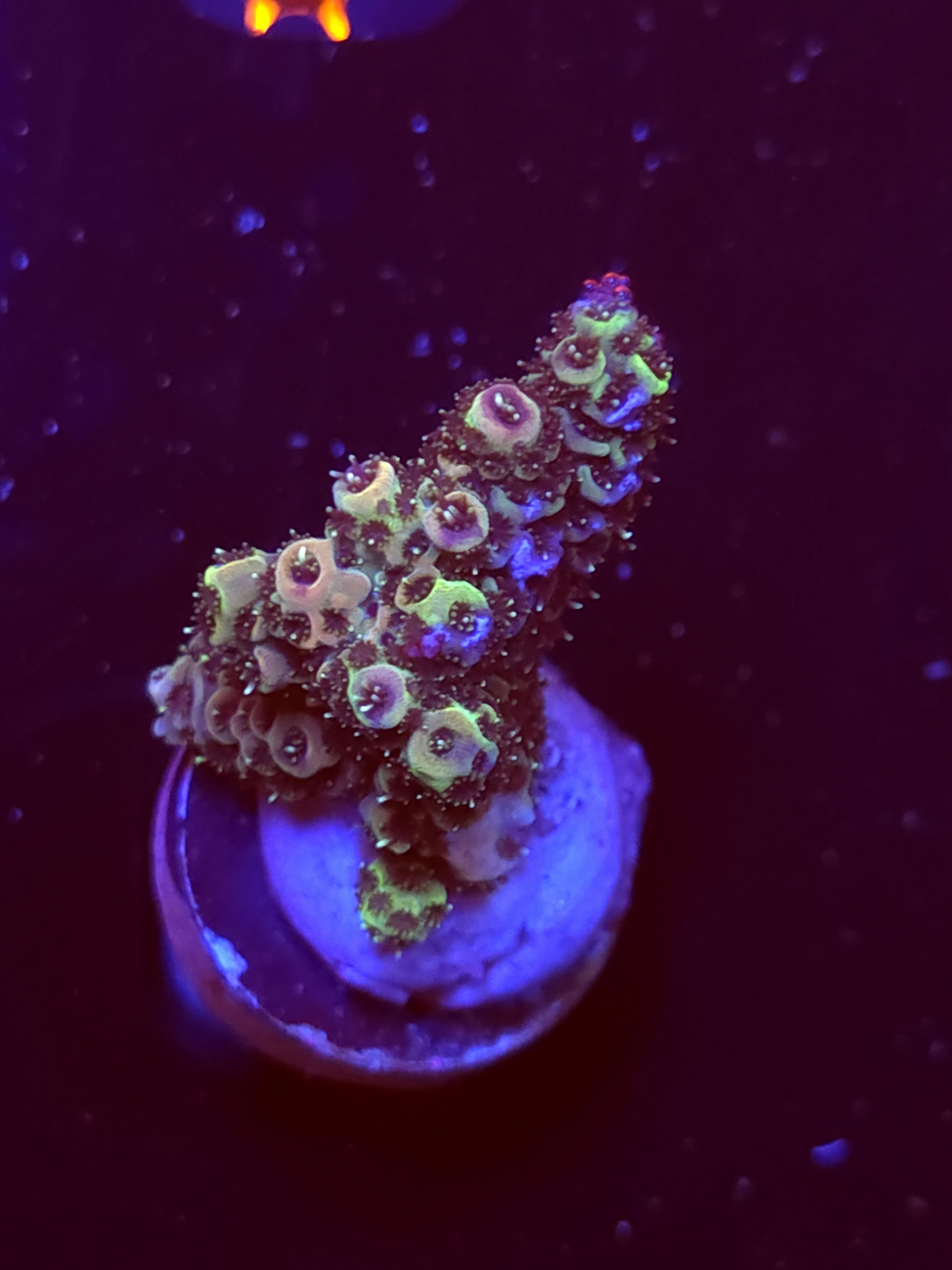 SBB "Cotton Comet" Acro Medium Chunky