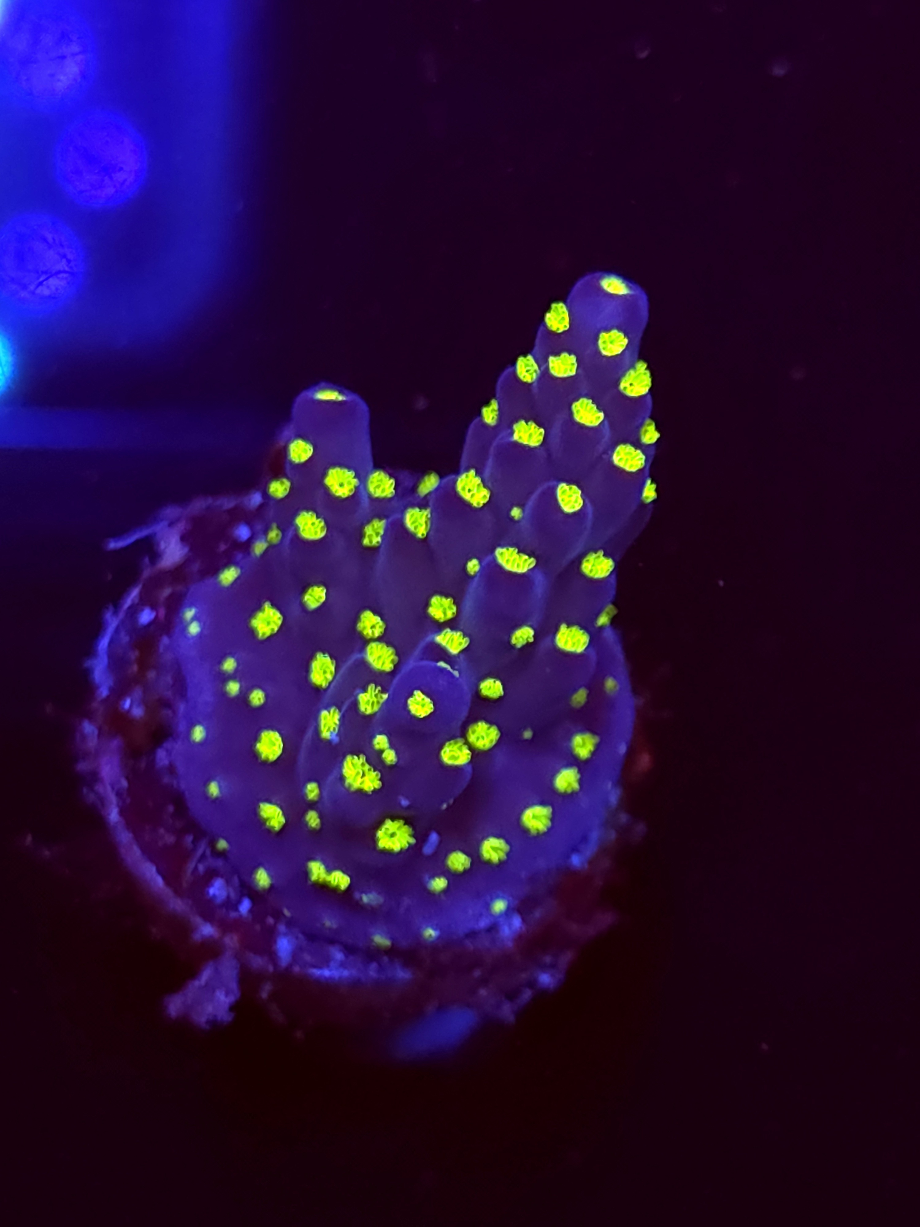 SBB "Light Saber" Acro Small Branch