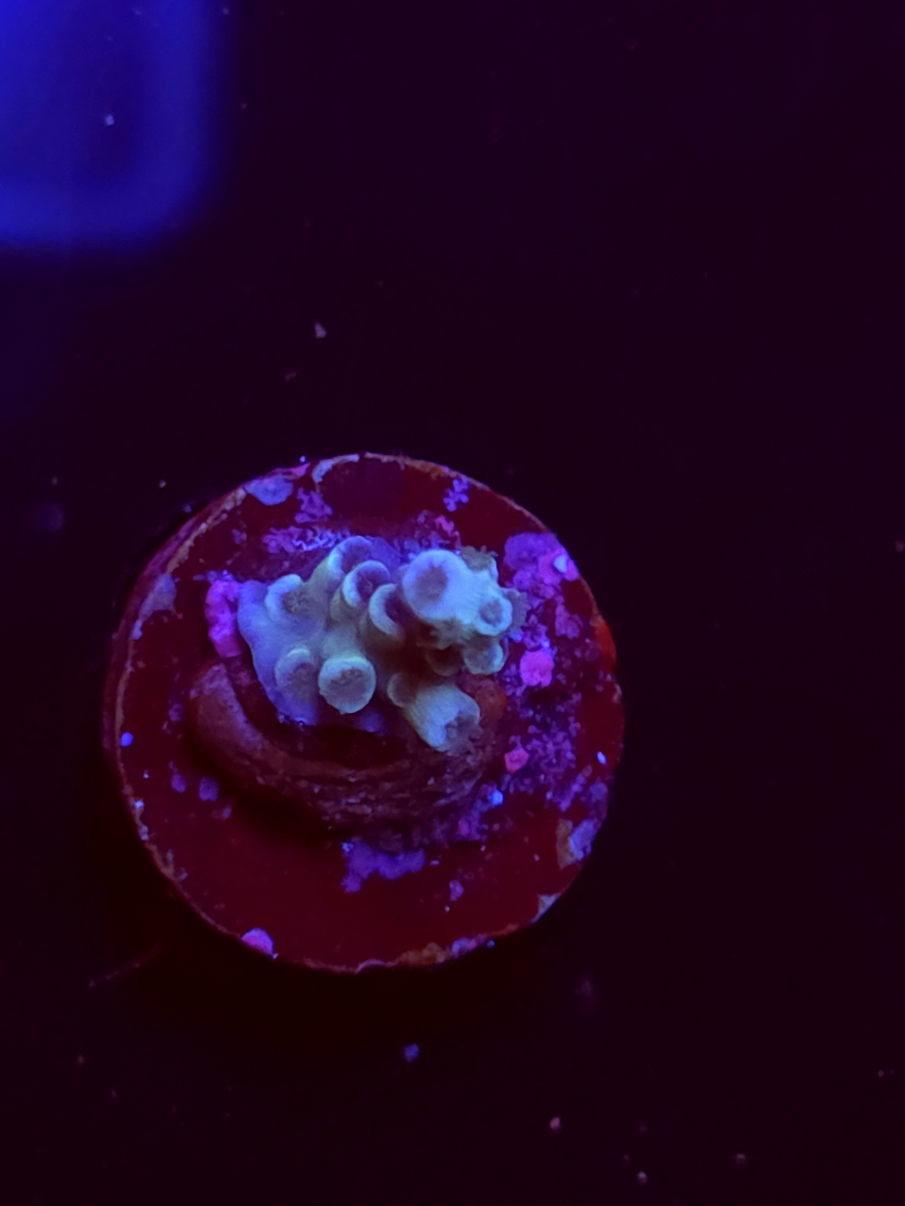 SBB "Daisy Duke' Acro Tiny