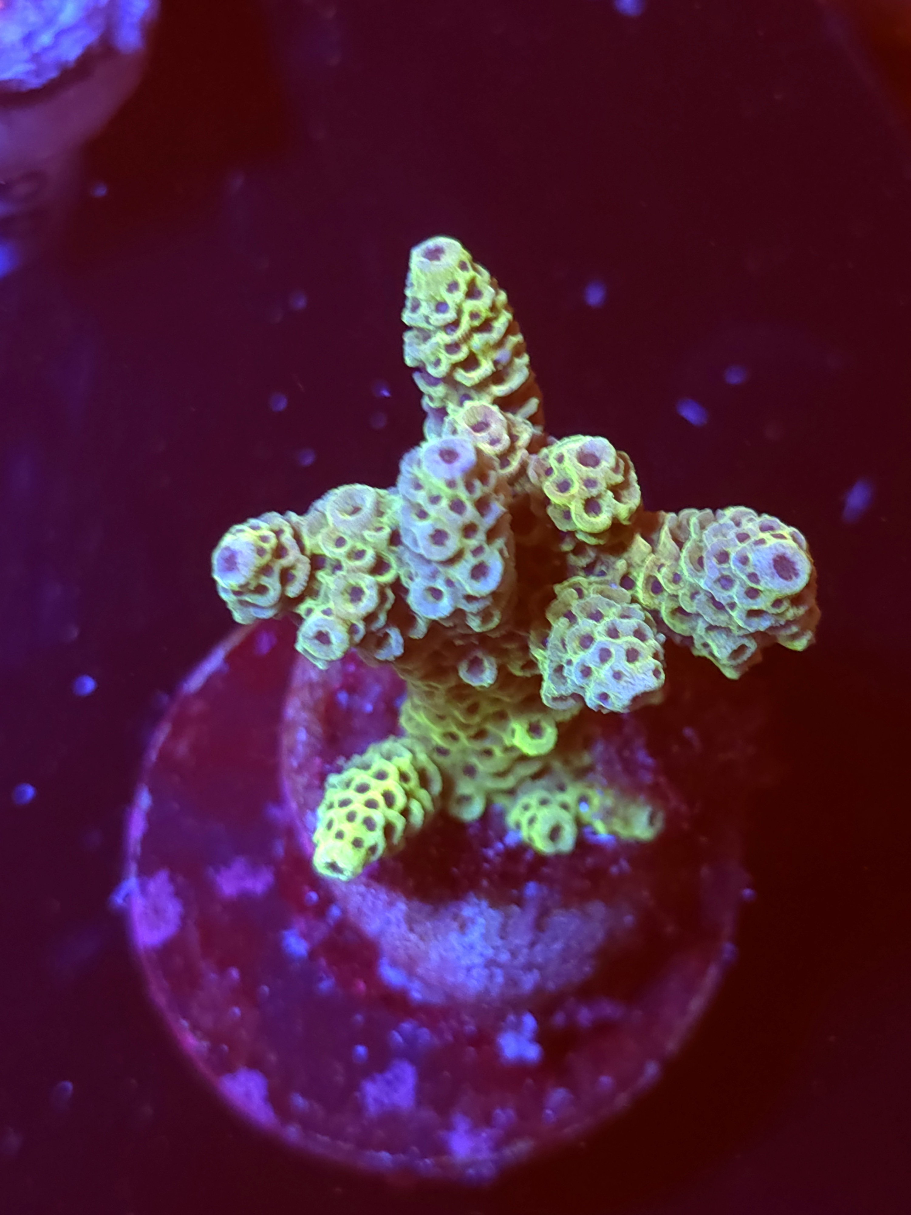 SBB "Cosmic Fizz" Acro Medium Multibranch Colony