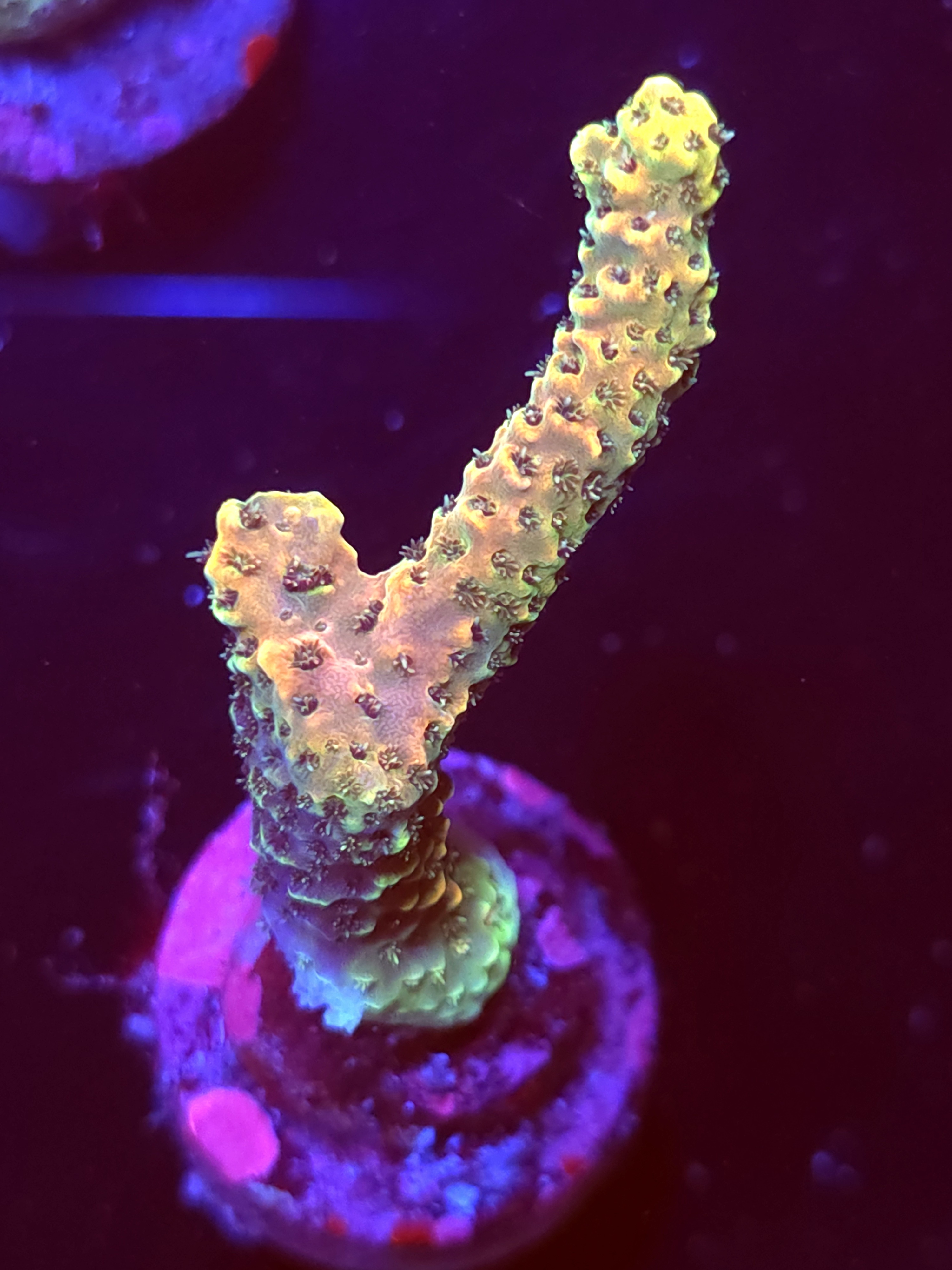 SBB "Tesla Spine" Acro Large Branch