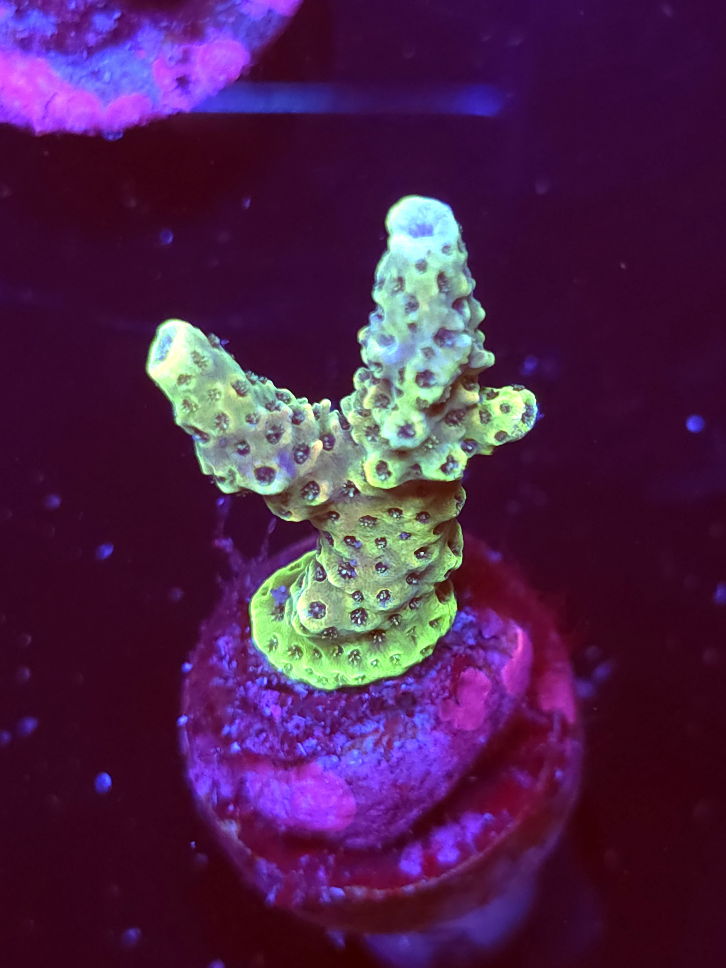 SBB "Tesla Spine" Acro Small 2 Branch