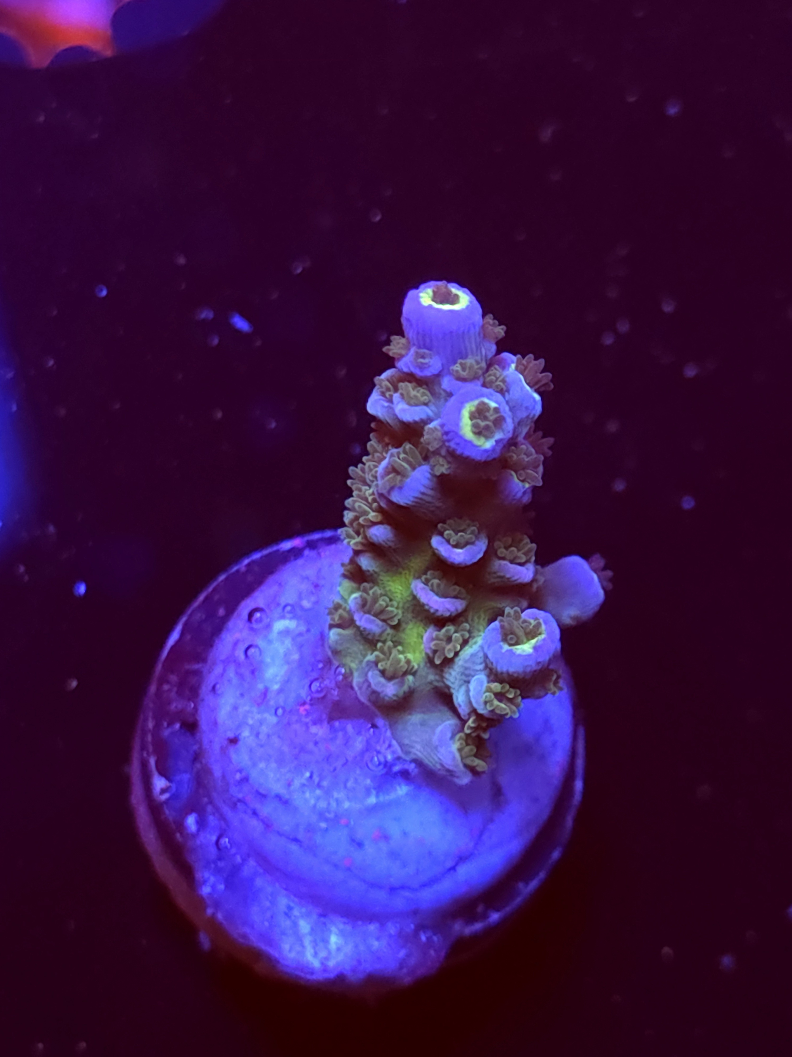 SBB "Sugar Spectrum" Acro Medium 2 Branch