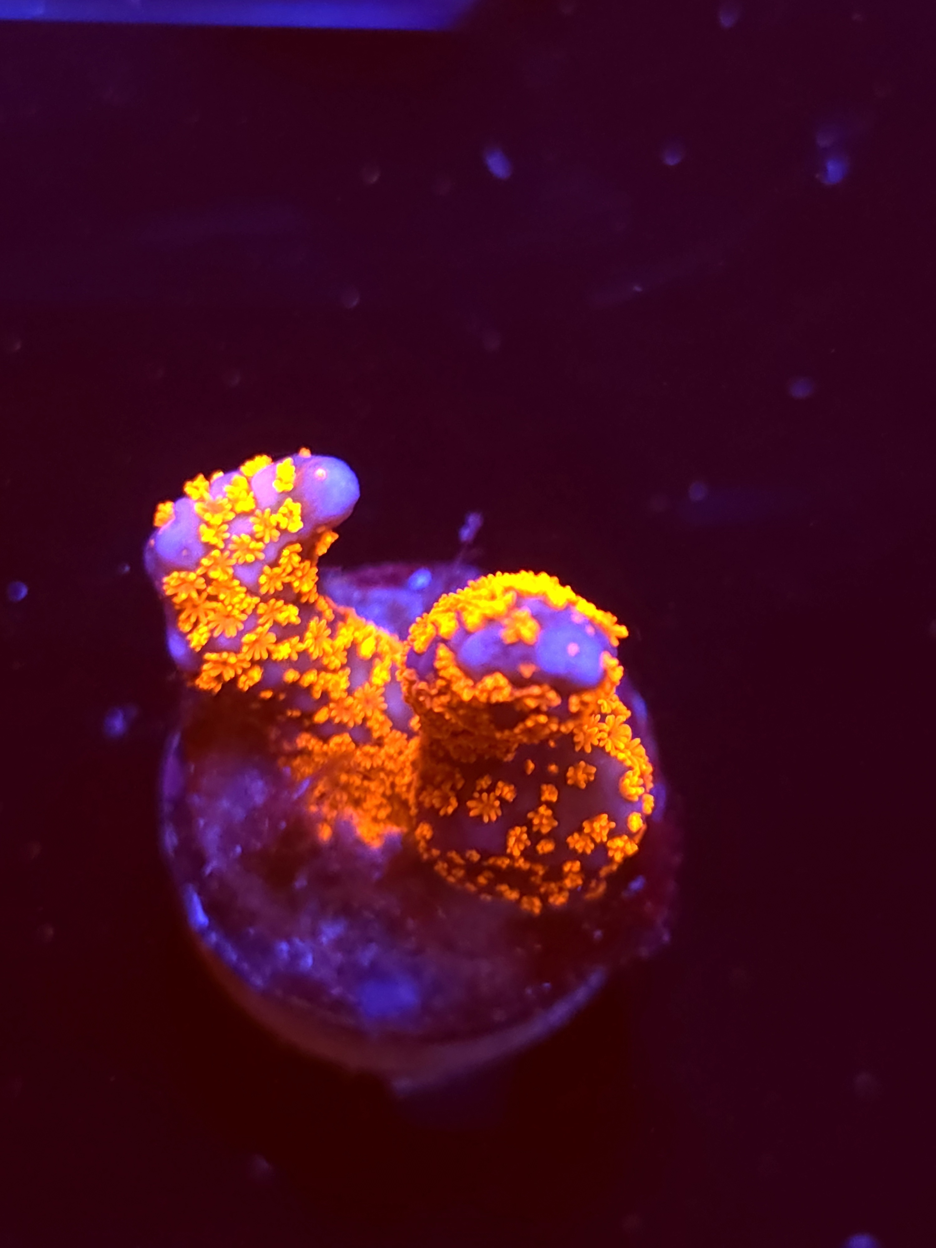 SBB "Bubble Digi" Acro Medium 2 Branch