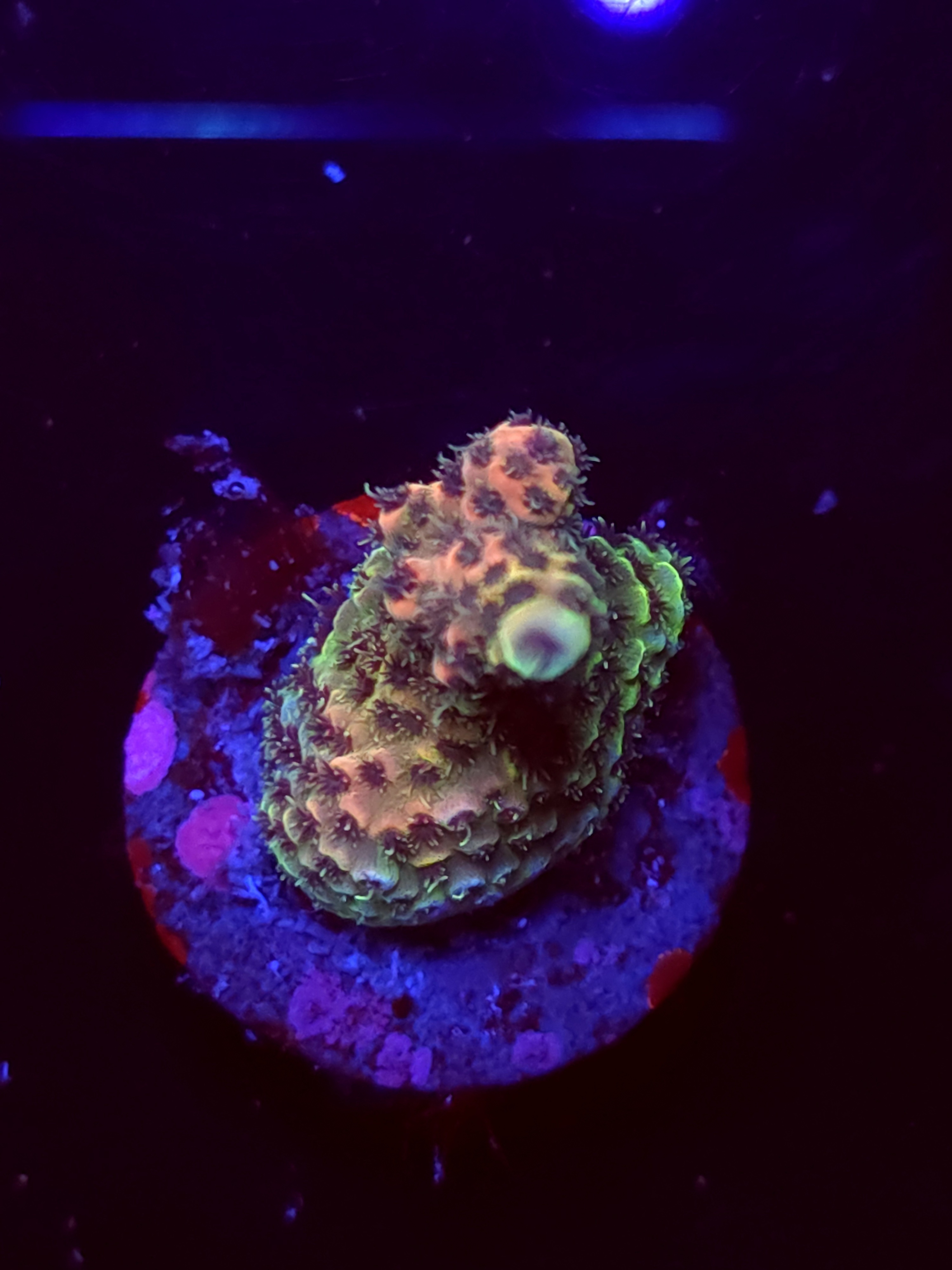 SBB "Mystery Signature" Acro Small Branch