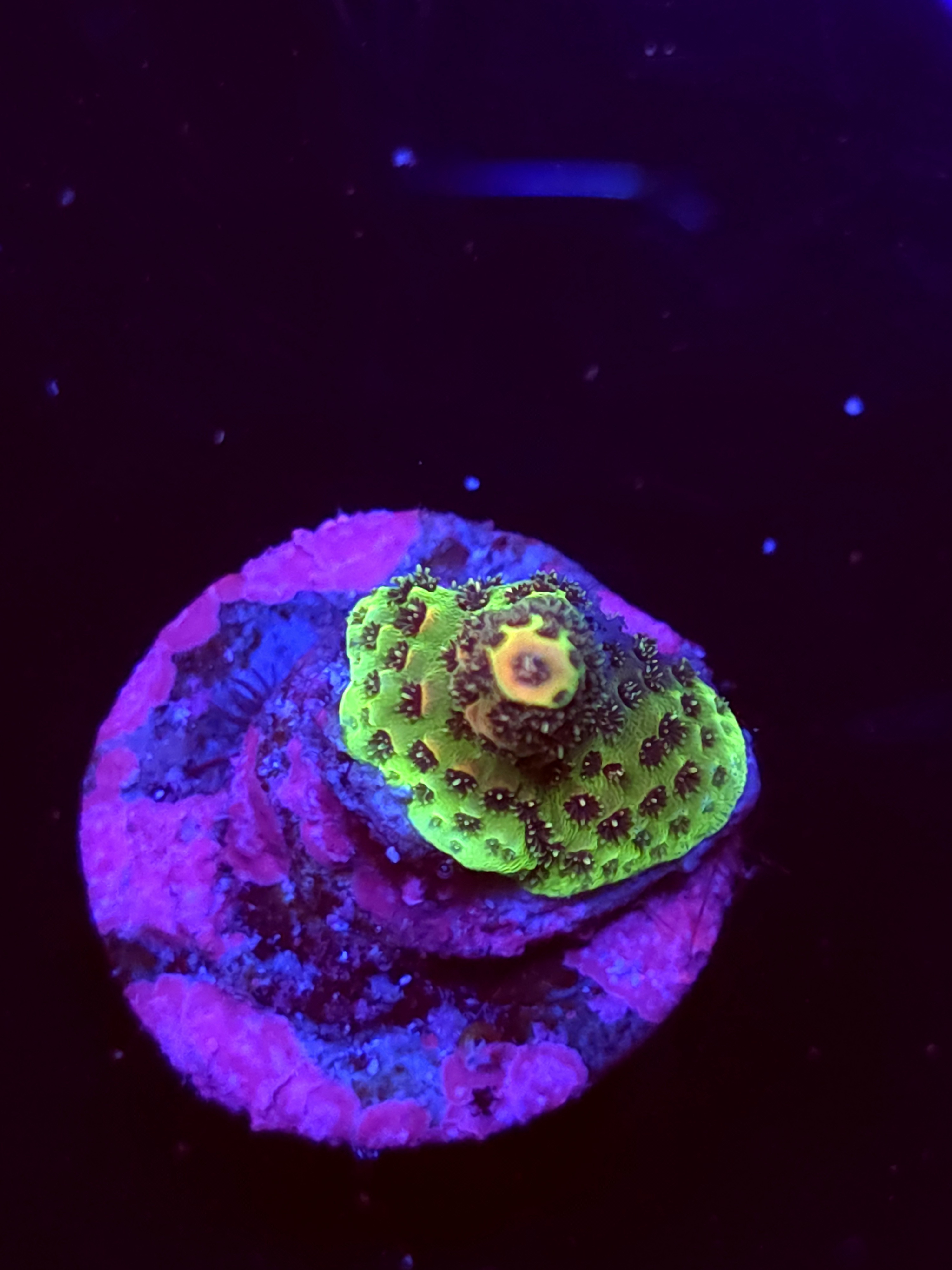 SBB "Bone Flame" Acro Tiny Crusting