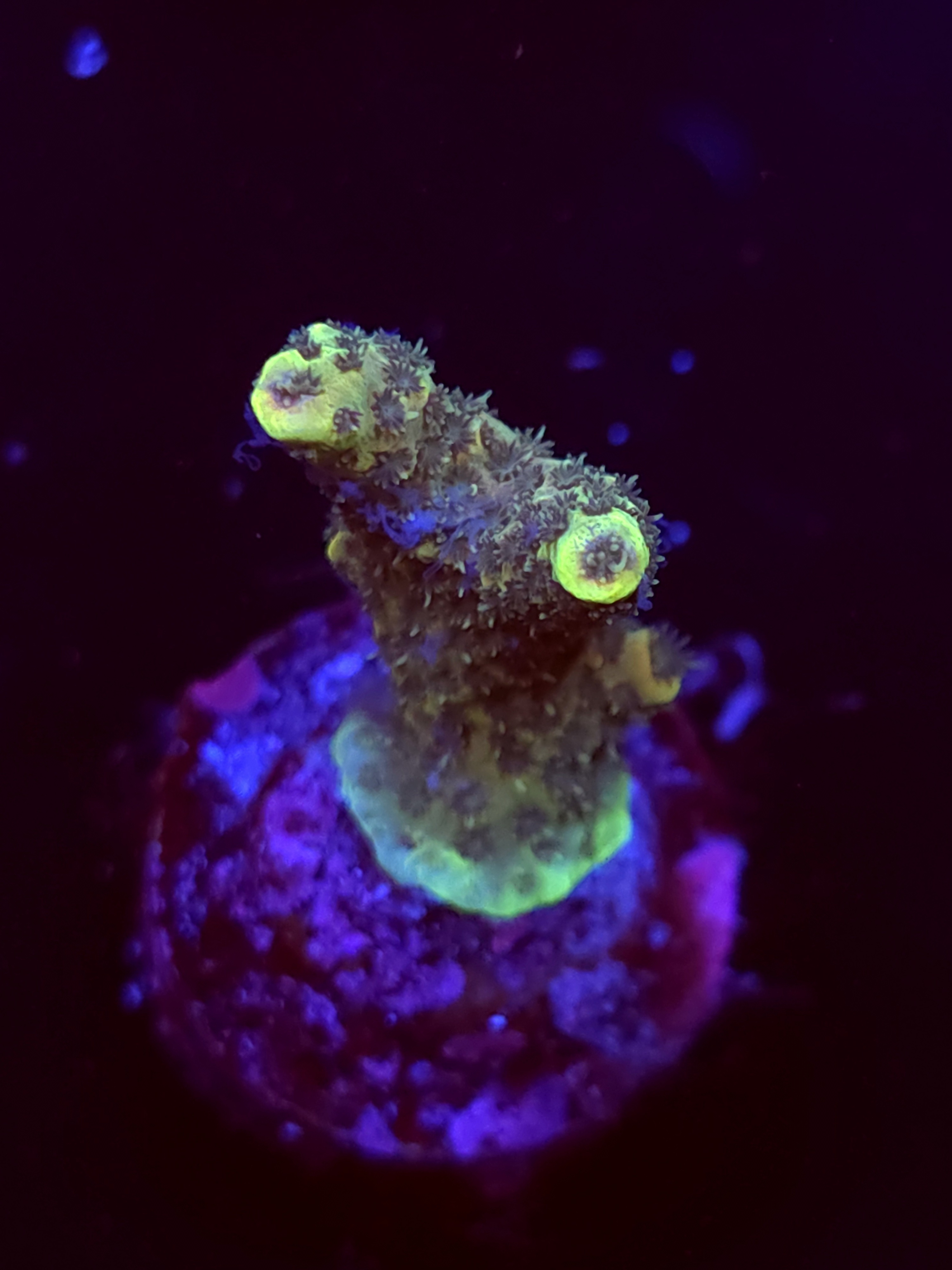 SBB "Spell Force" Acro Medium 2 Branch