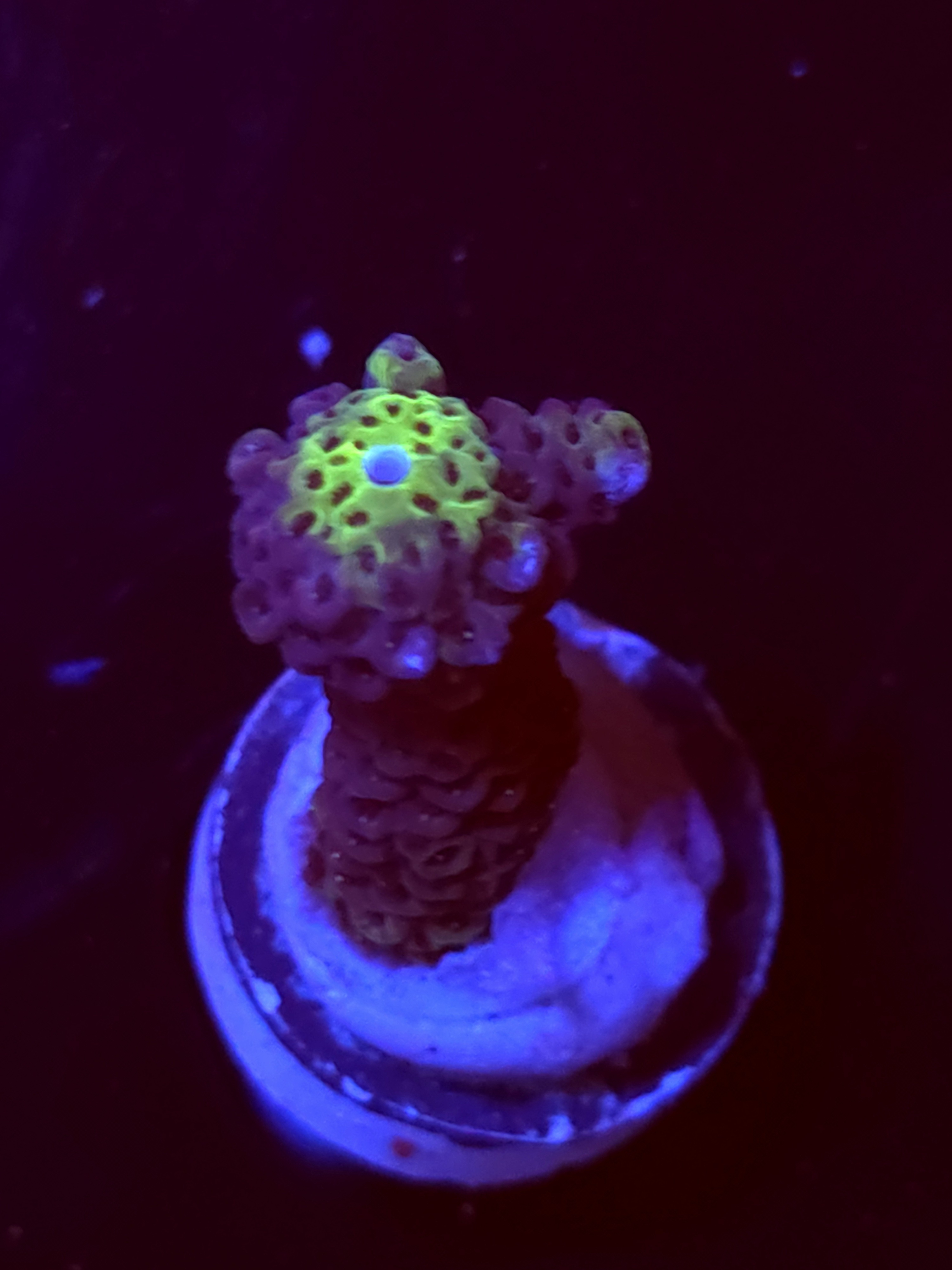 SBB "Bubble Prism" Acro Small Branch