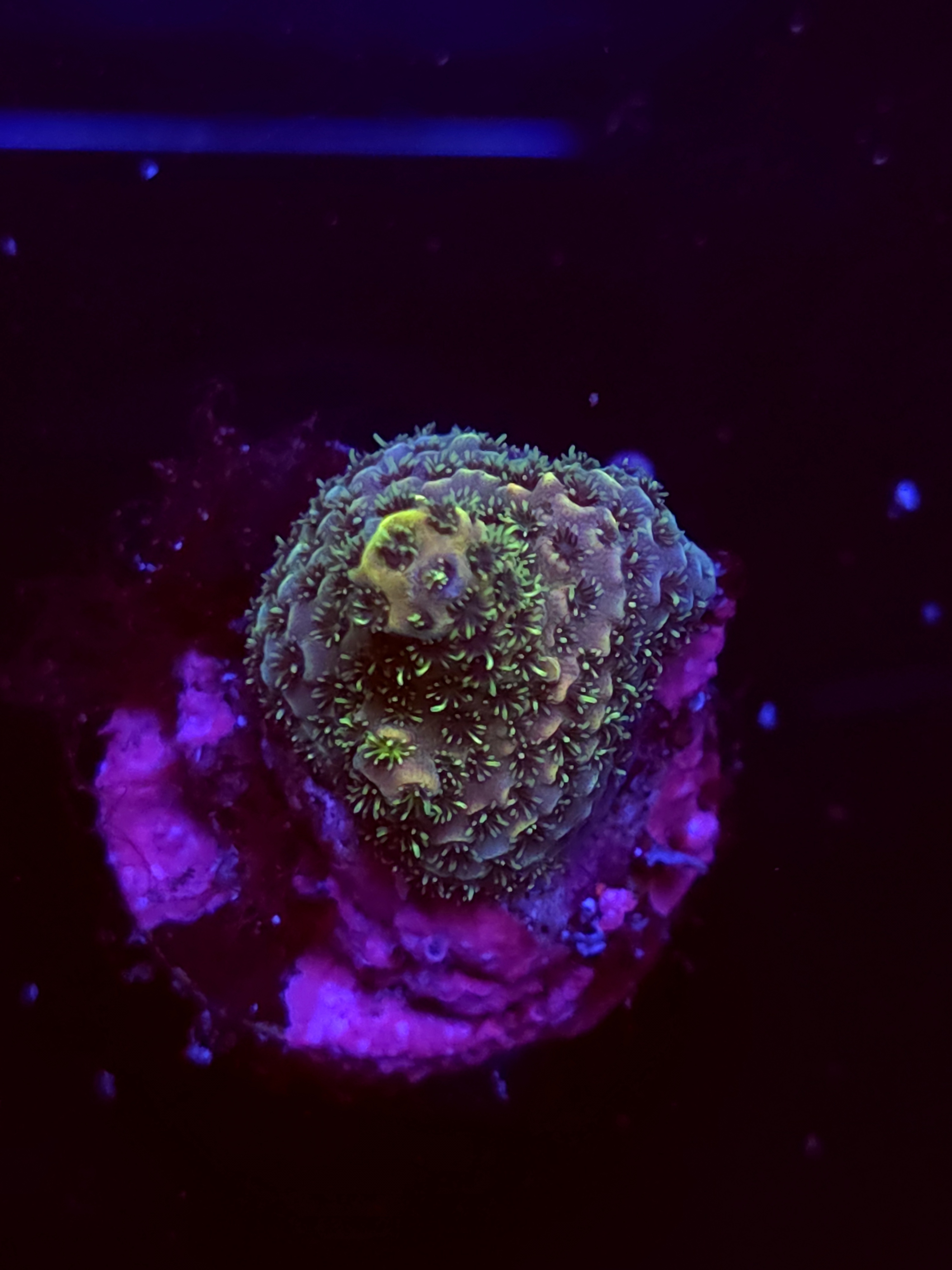 SBB "No Name" Acro Booger Crusting