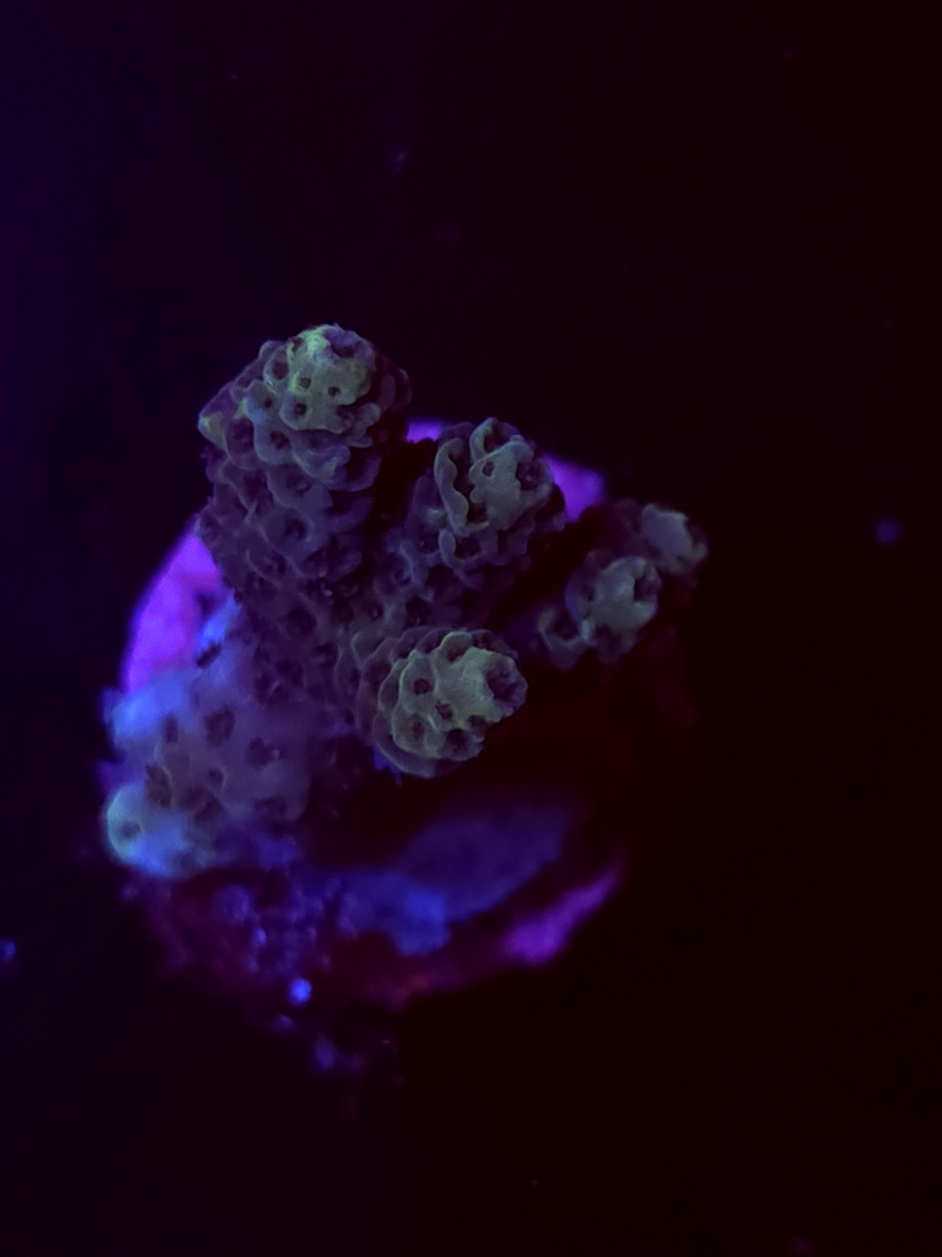 SBB "Mystery Signature" Acro Medium Branch