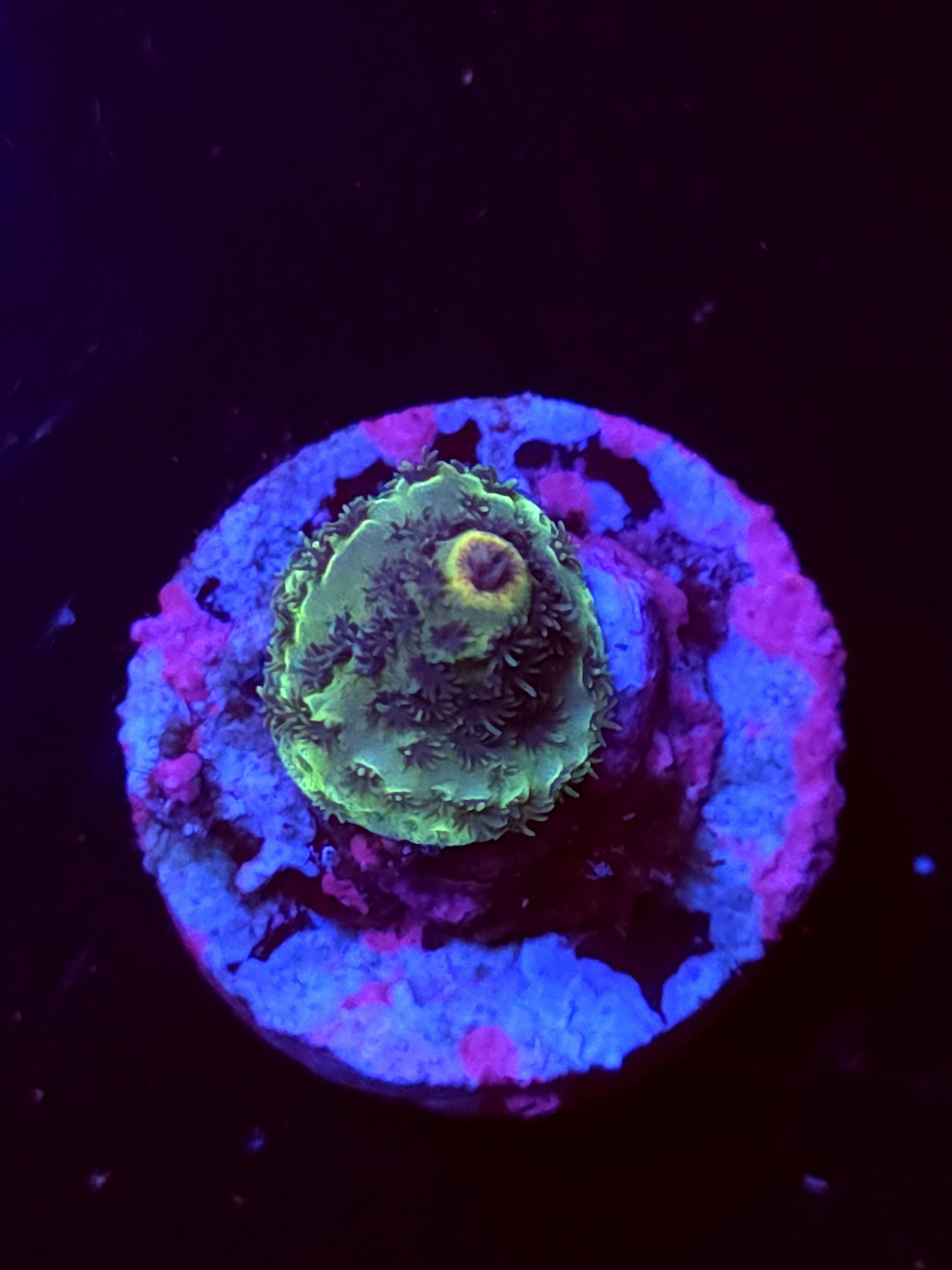 SBB "No Name" Acro Booger Crusting