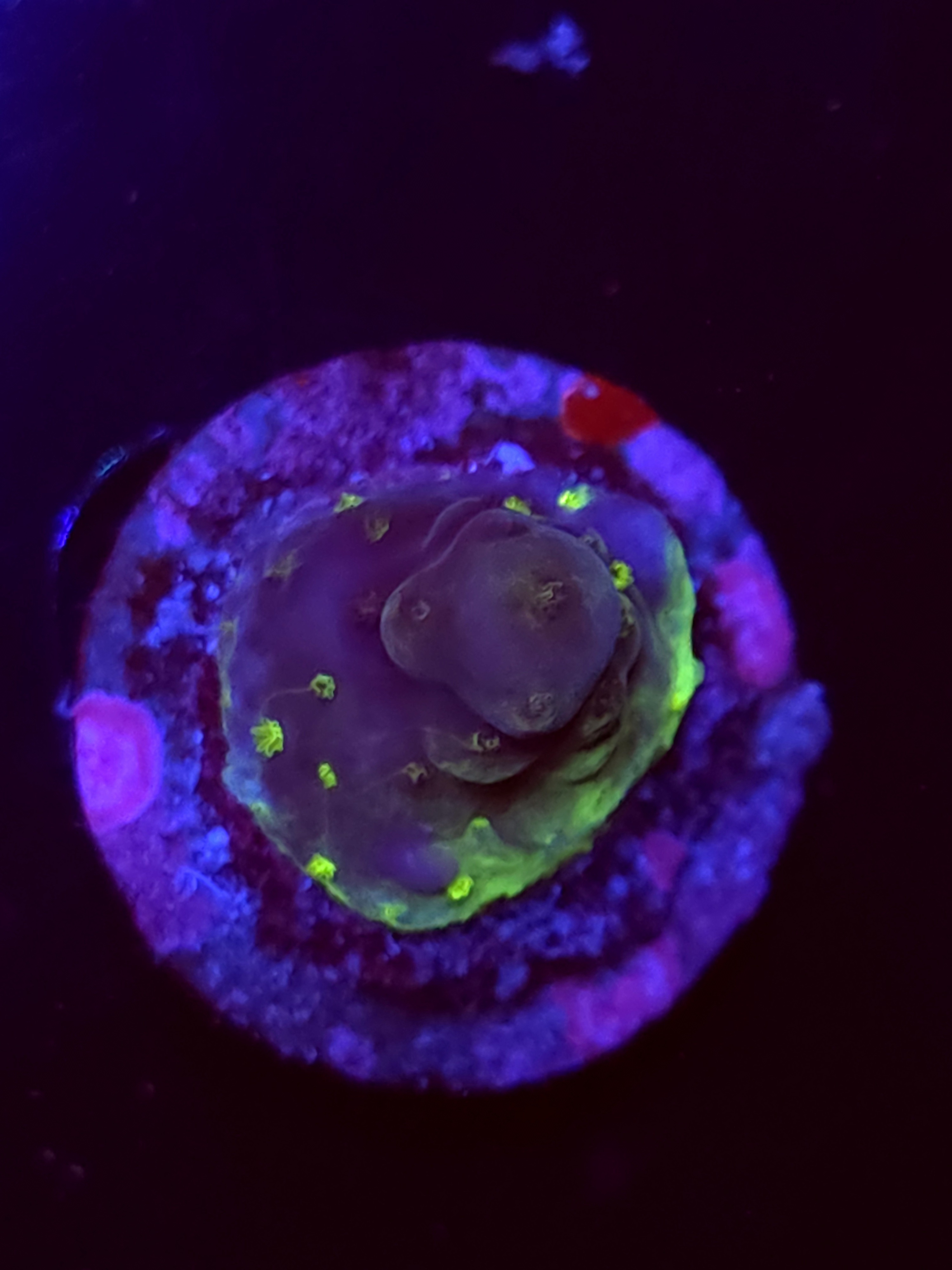 SBB "Cracking Howl" Acro Tiny Branch