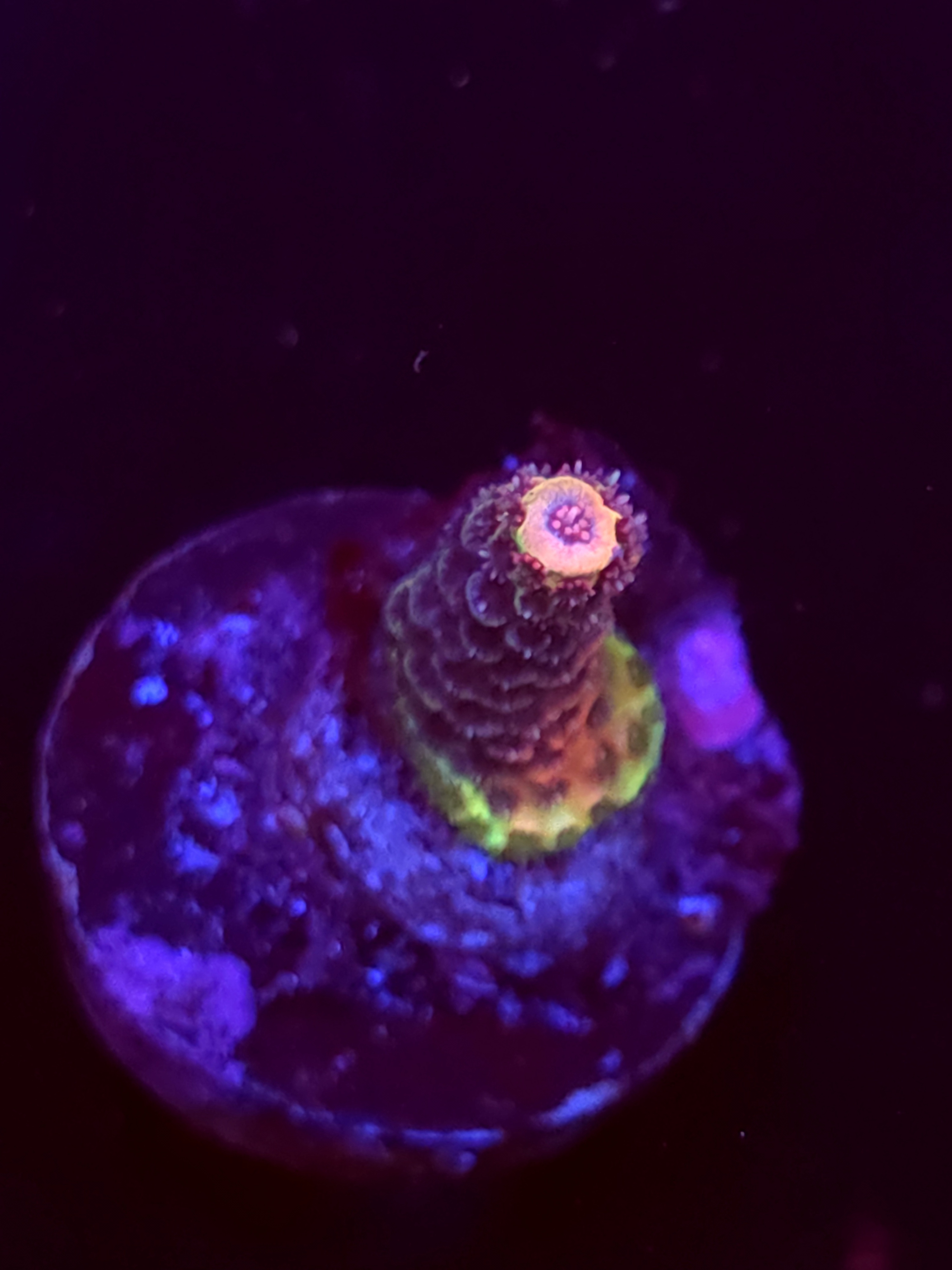 SBB "Silver Dust" Acro Small Branch