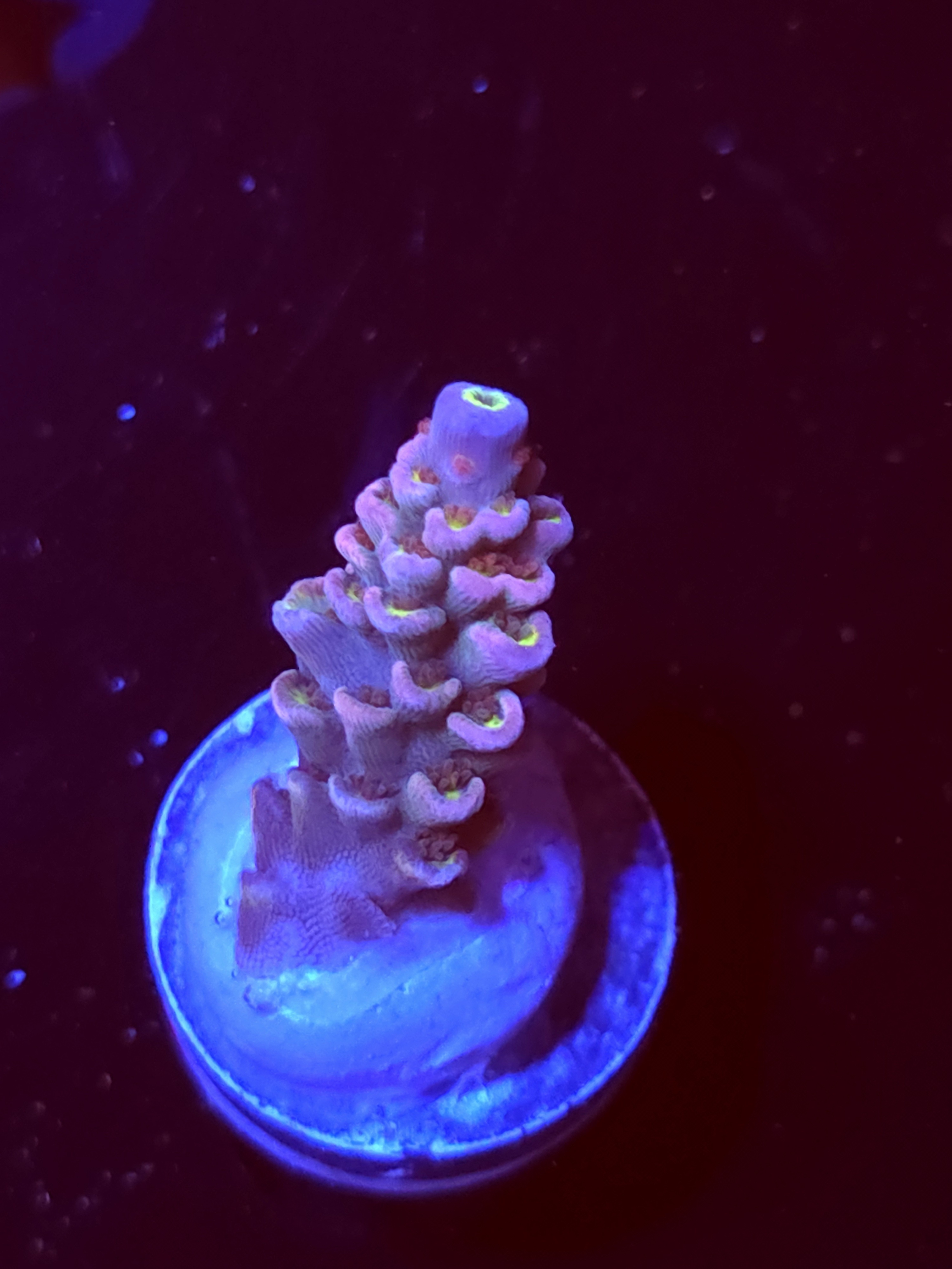 SBB "Cherry Juice" Acro Small Branch