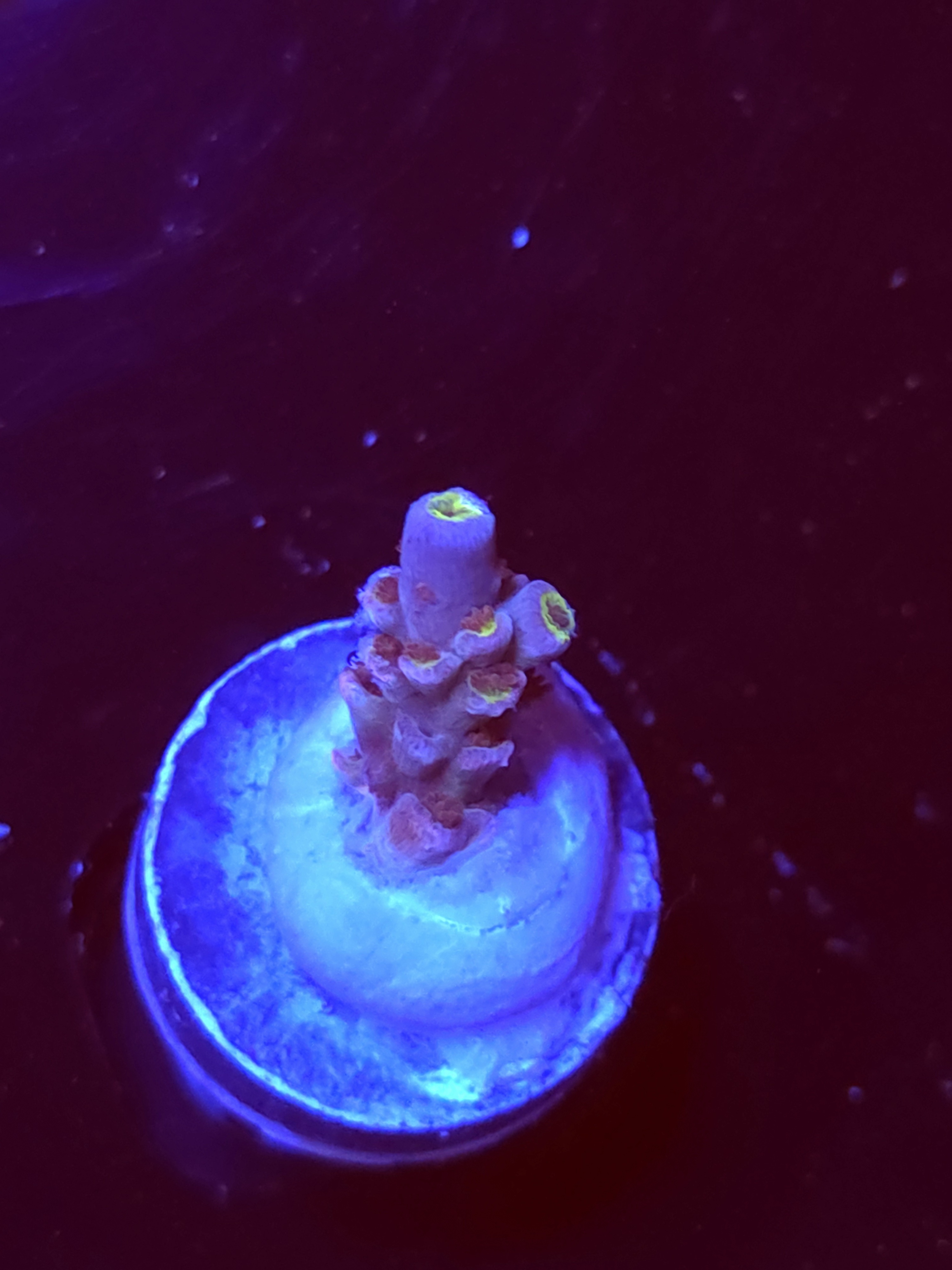 SBB "Cherry Juice" Acro Tiny Branch