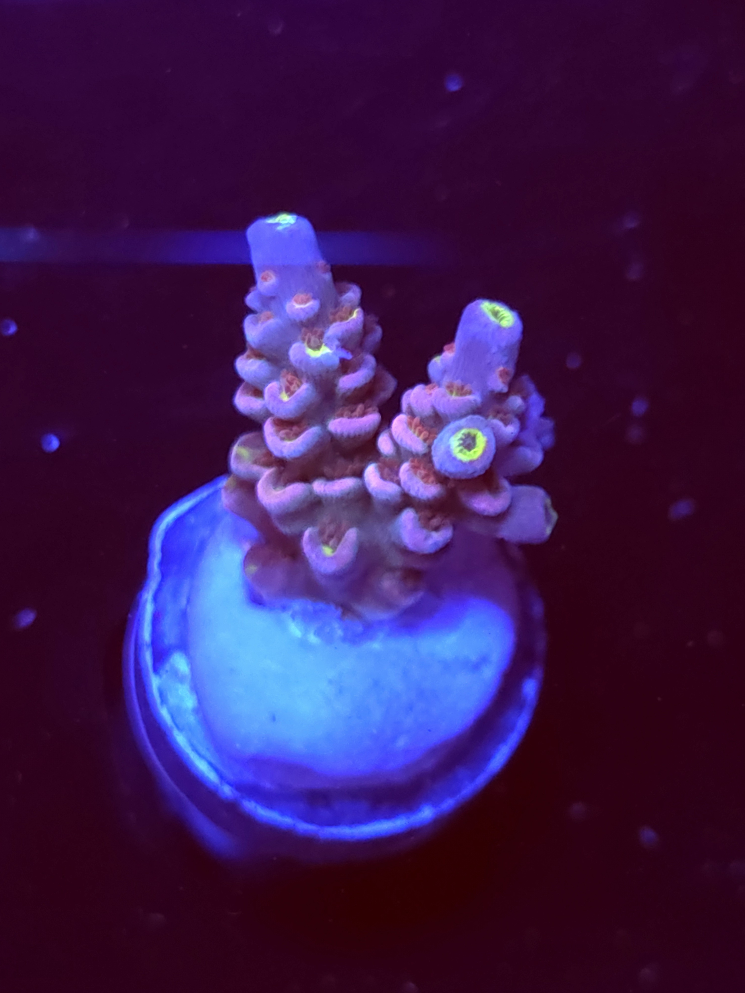 SBB "Cherry Juice" Acro Small 2 Branch