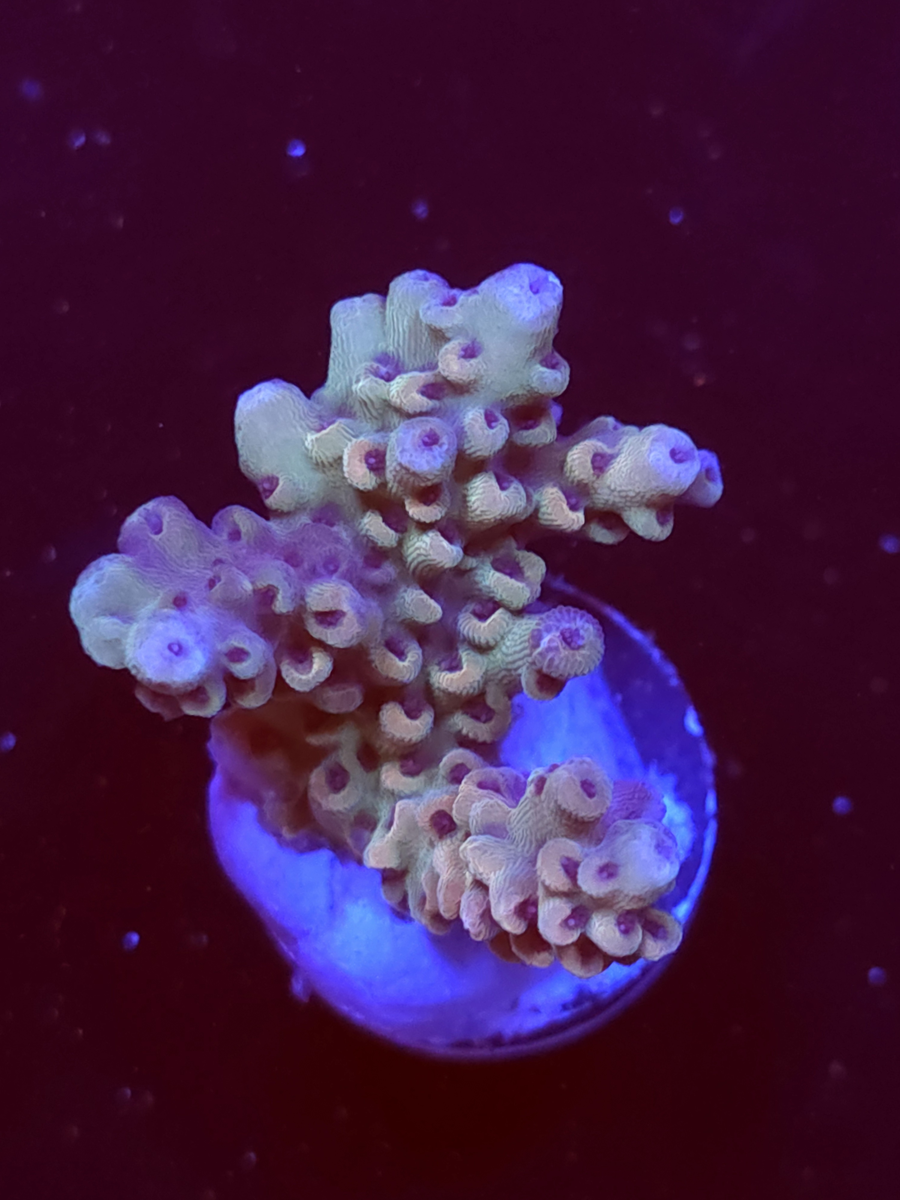 SBB "Liquid Fire" Acro Medium Multibranch