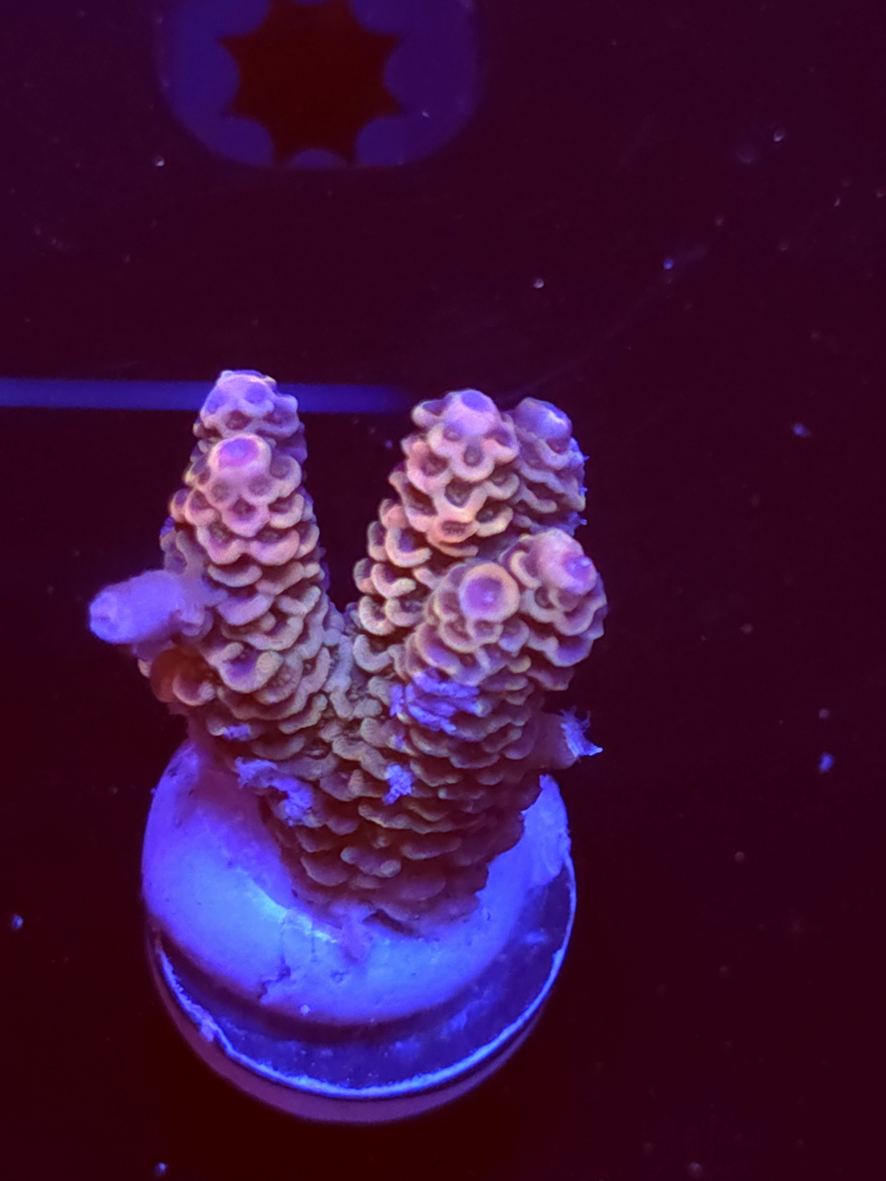 SBB "Space Juice" Acro Medium Multibranch