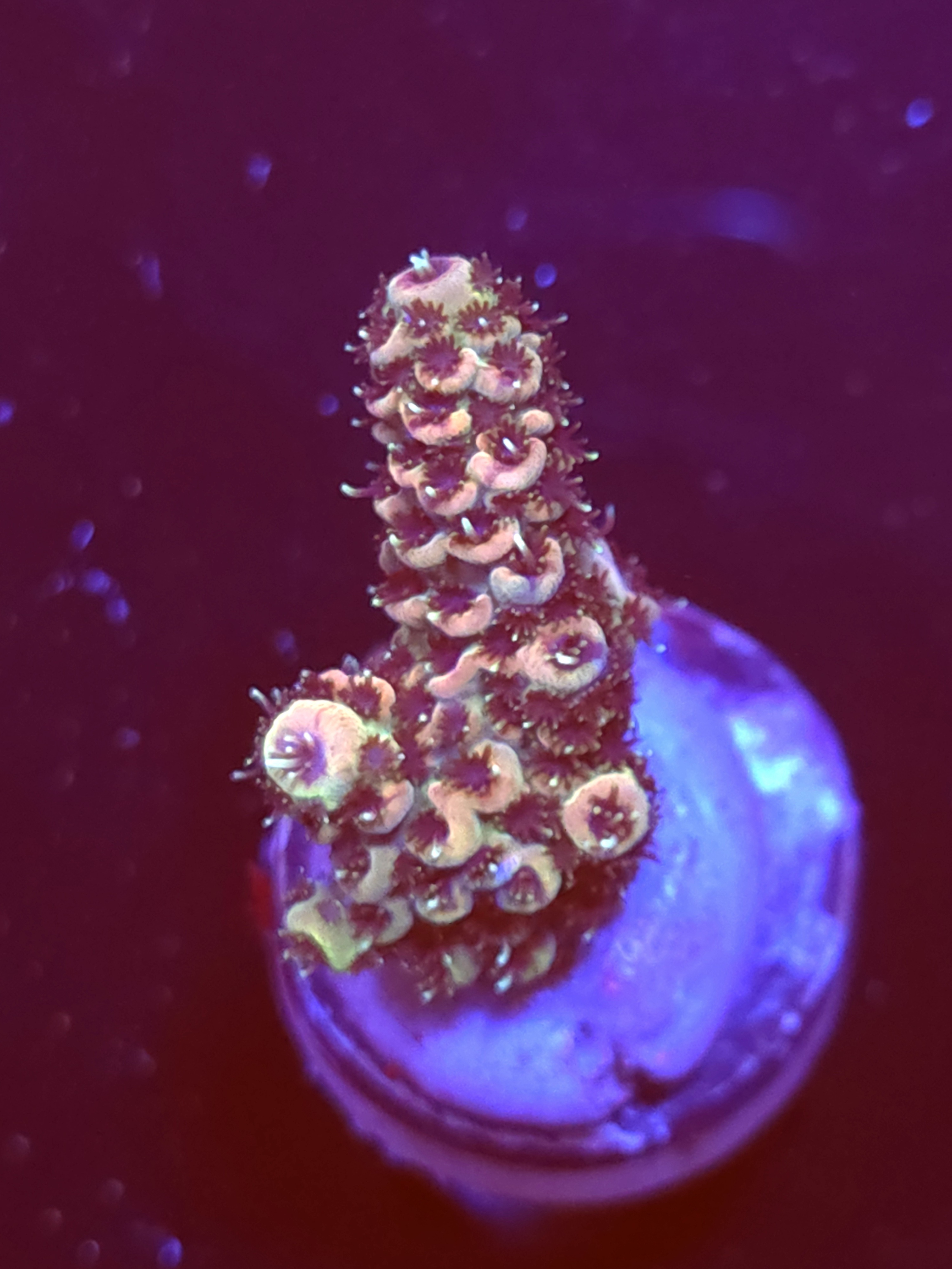 SBB "Cotton Comet" Acro Small Branch