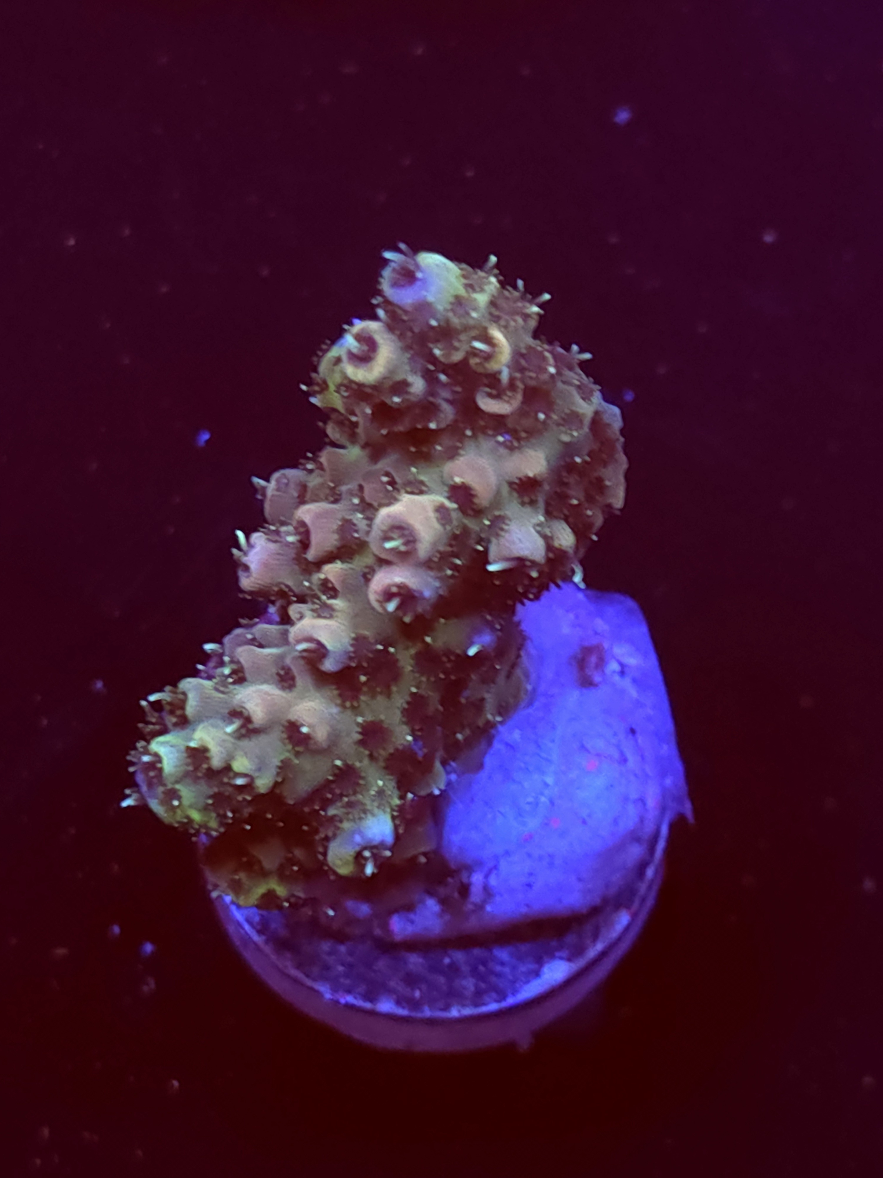 SBB "Cotton Comet" Acro Medium Chunky