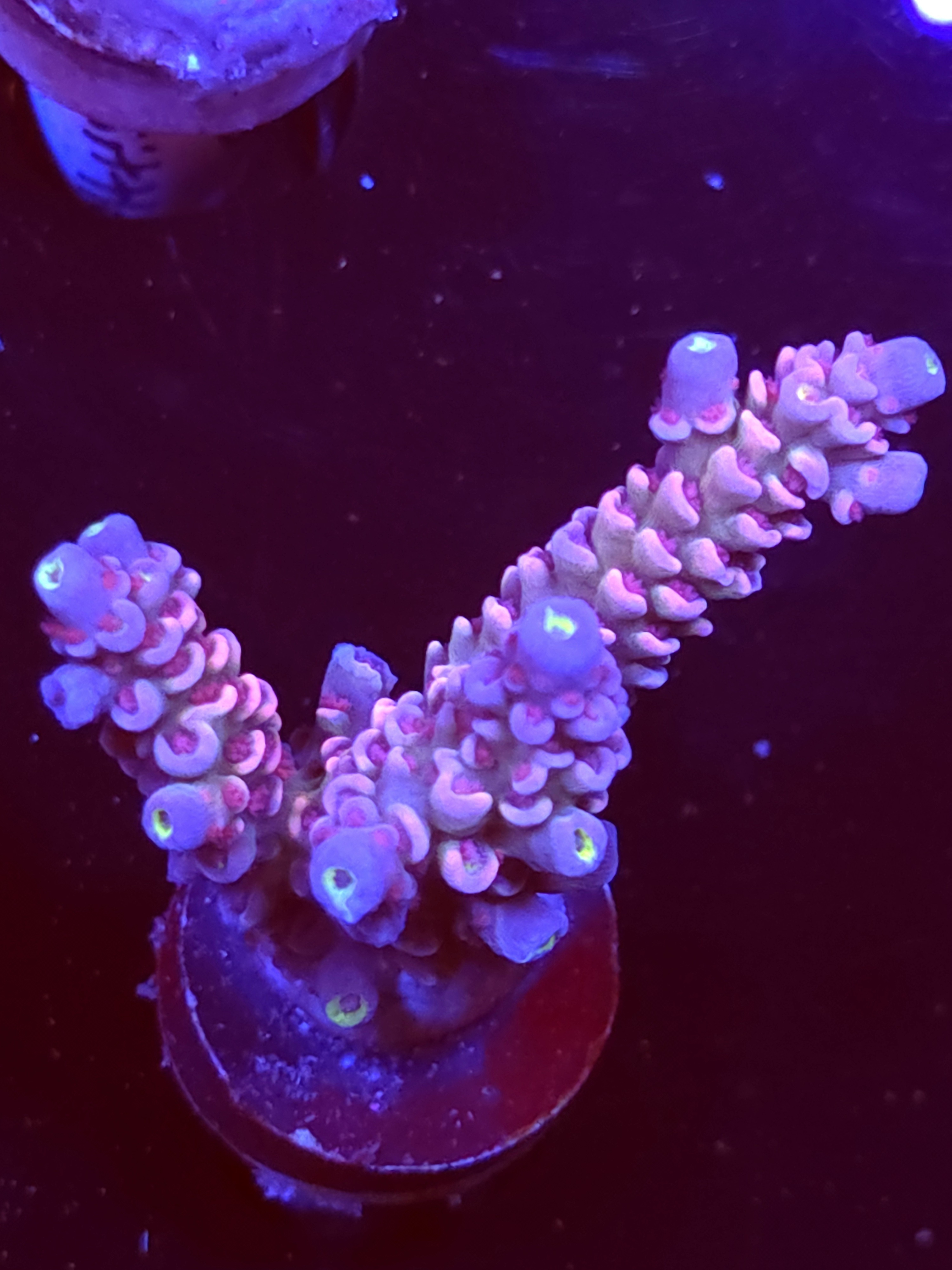 SBB "Candy Dust" Acro Medium 2 Branch