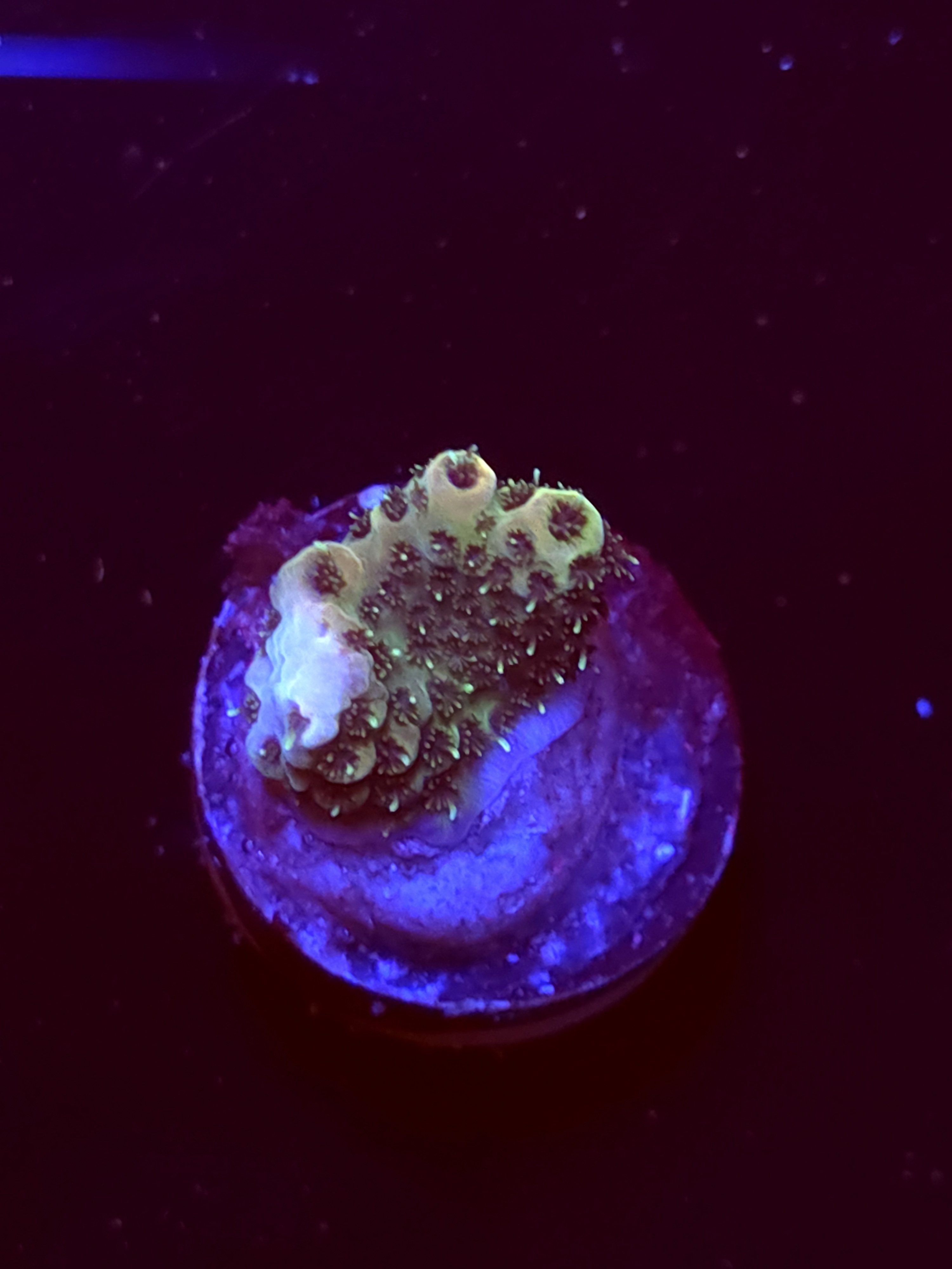 SBB "Mystery Signature" Acro Tiny Branch